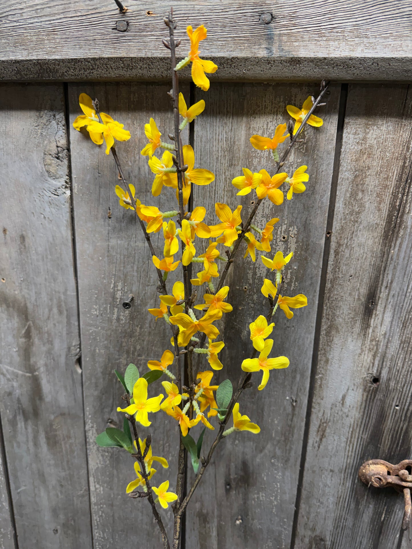 Spray, 24", FORSYTHIA