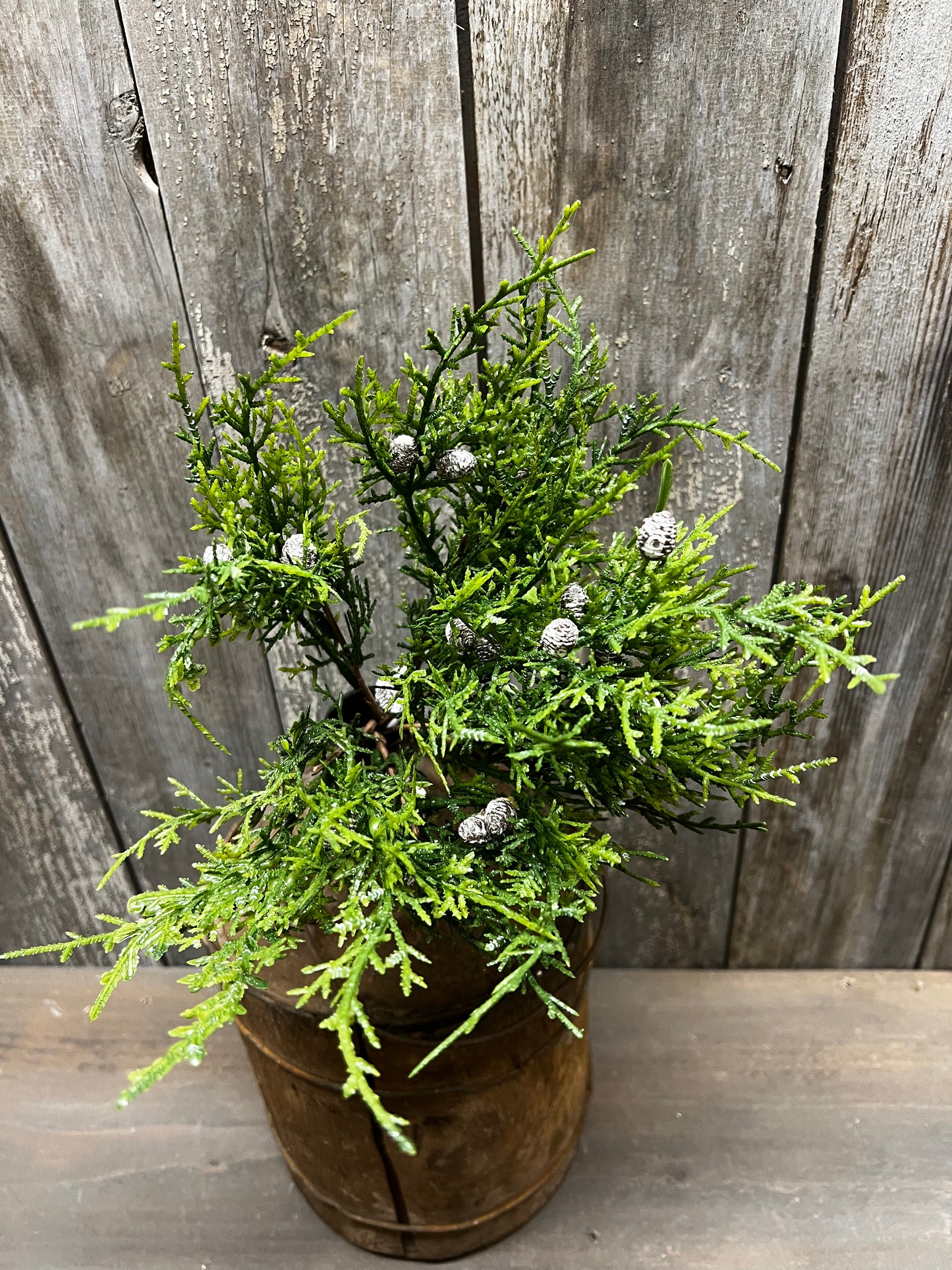 Bush, 10", CREEPING CEDAR