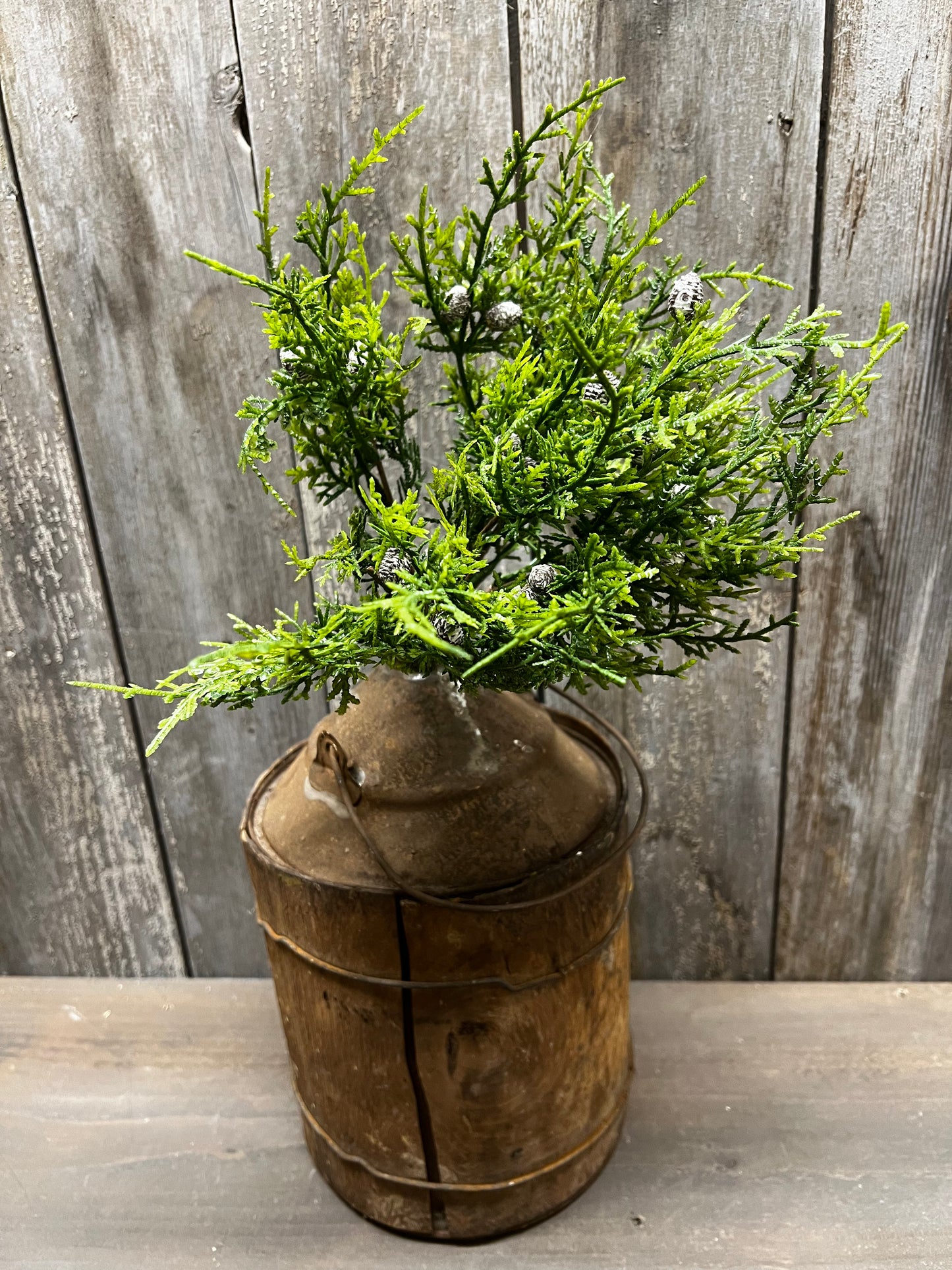 Bush, 10", CREEPING CEDAR