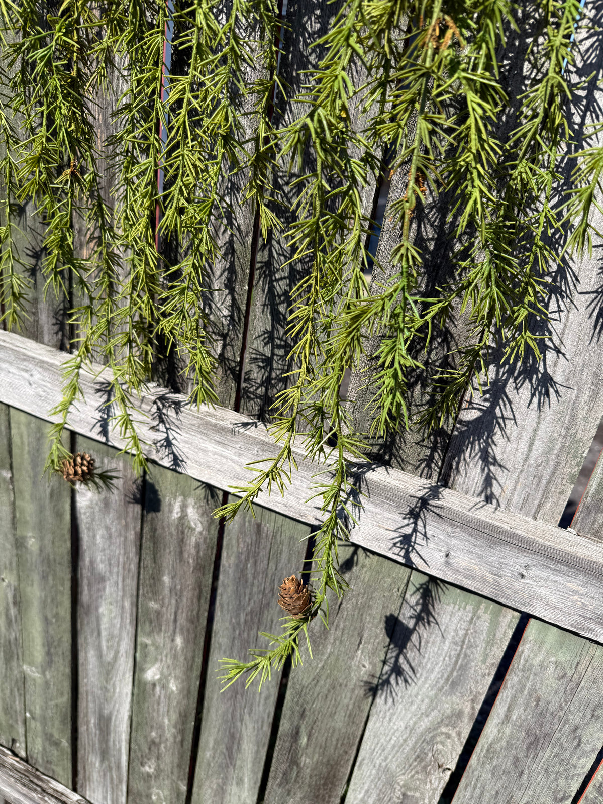 Mantle Garland, 62", MOUNTAIN PINE ICICLE