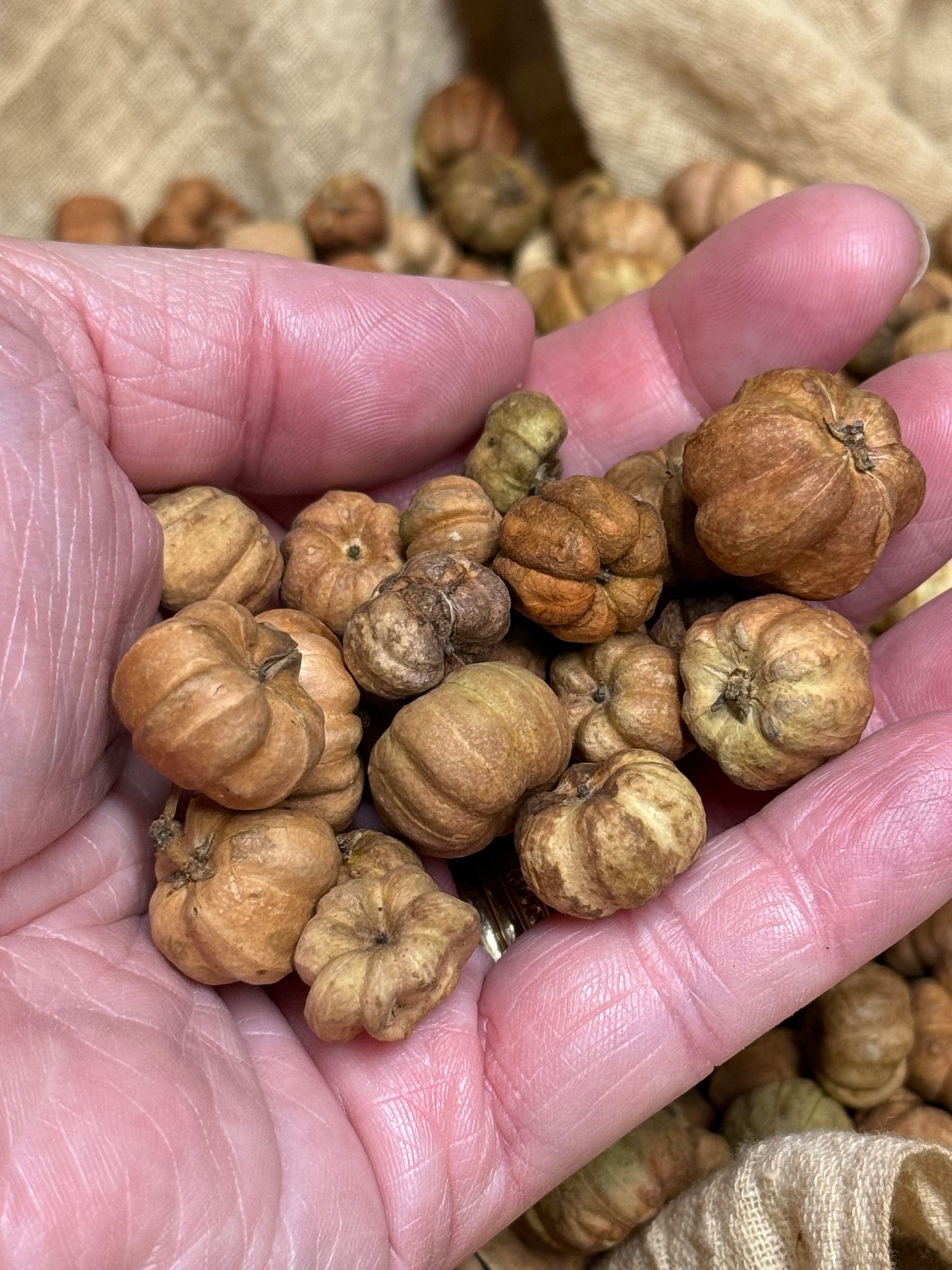Putka Pods, NATURAL, 4.5 Ounce