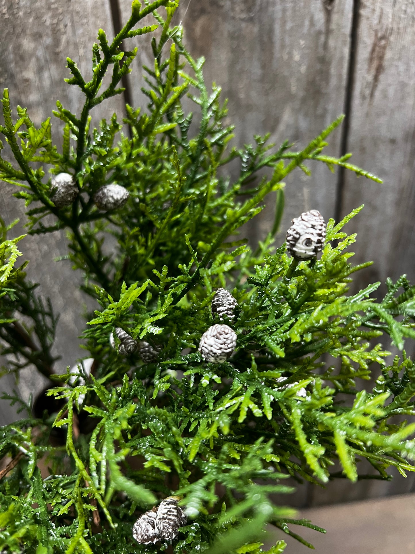 Bush, 10", CREEPING CEDAR