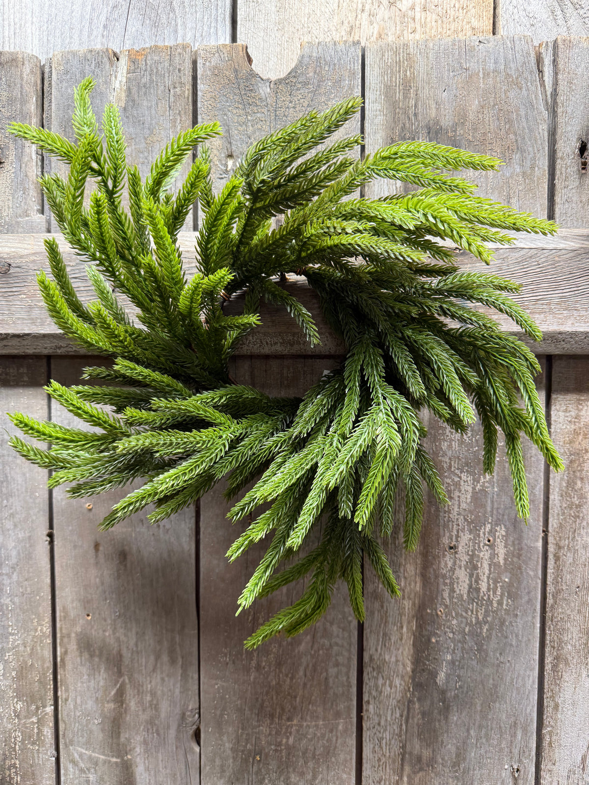 Candle Ring, 12", NORFOLK PINE