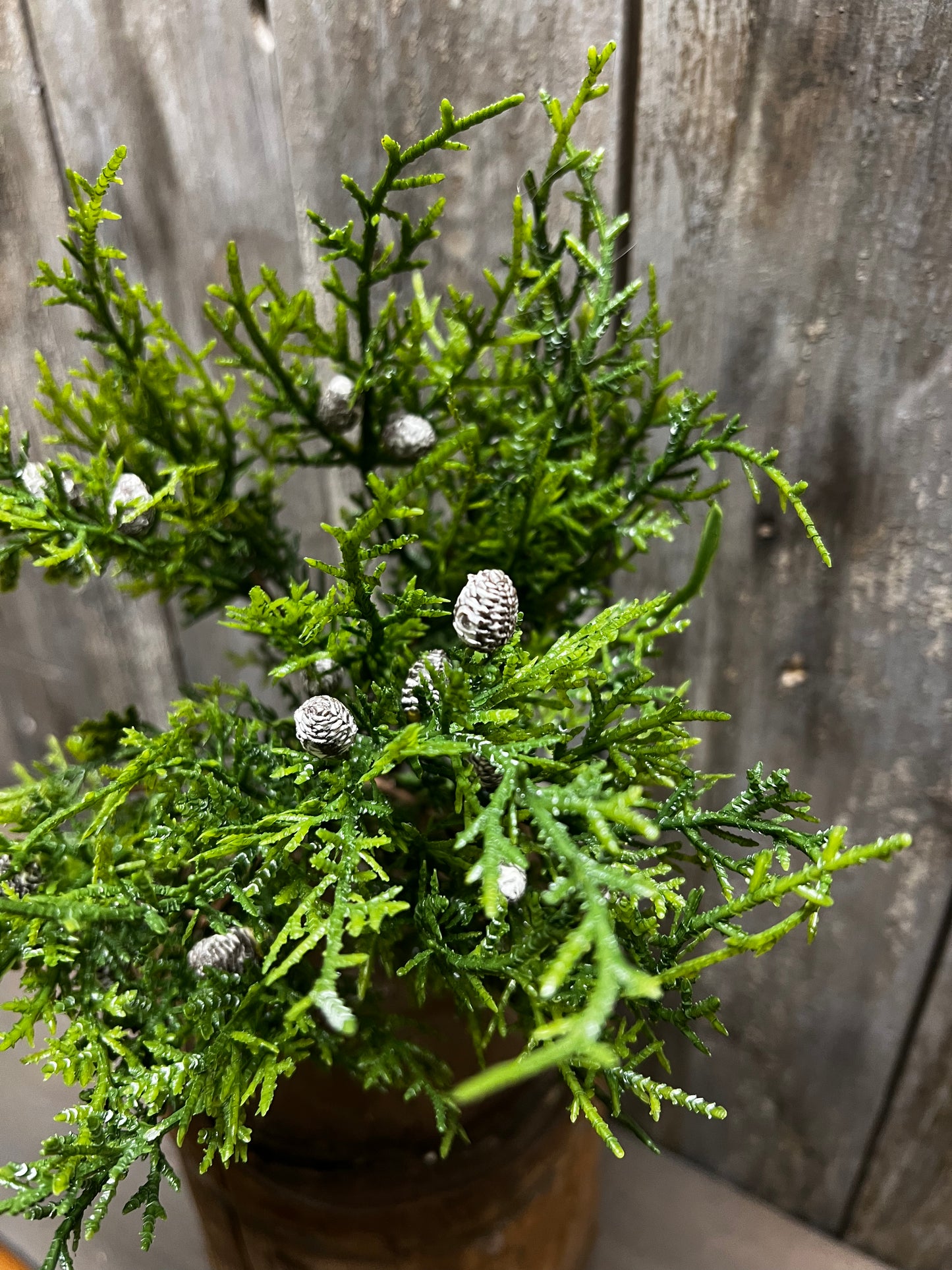 Bush, 10", CREEPING CEDAR