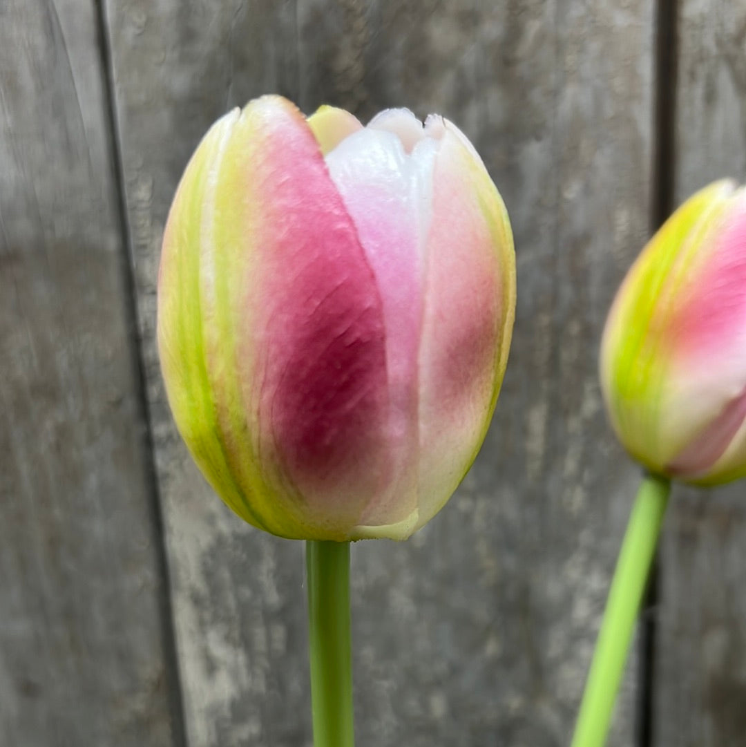 Bunch, Real Feel Tulips, LAVENDER