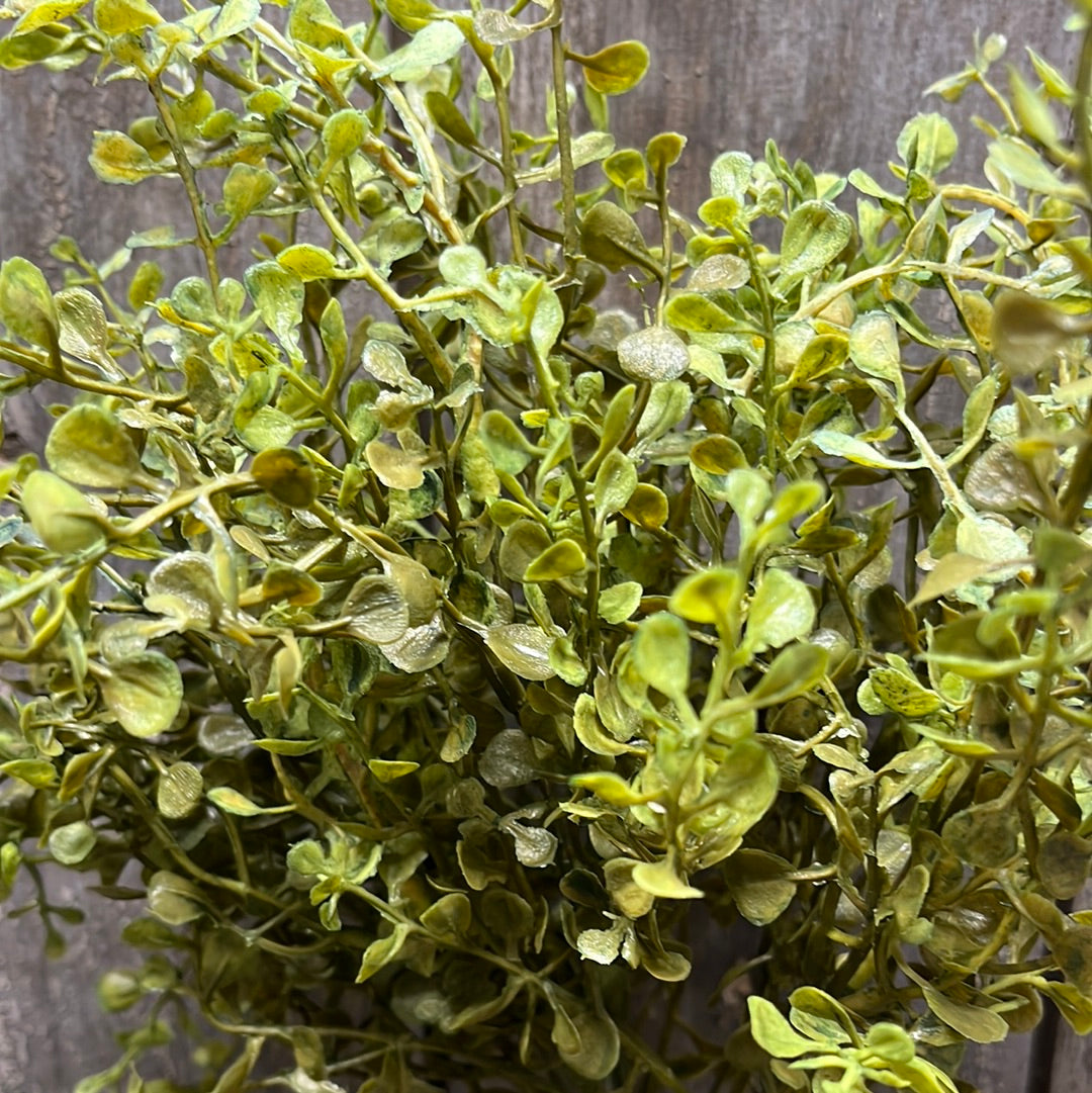 Bush, 14”, Baby's Grass, NEW GREEN
