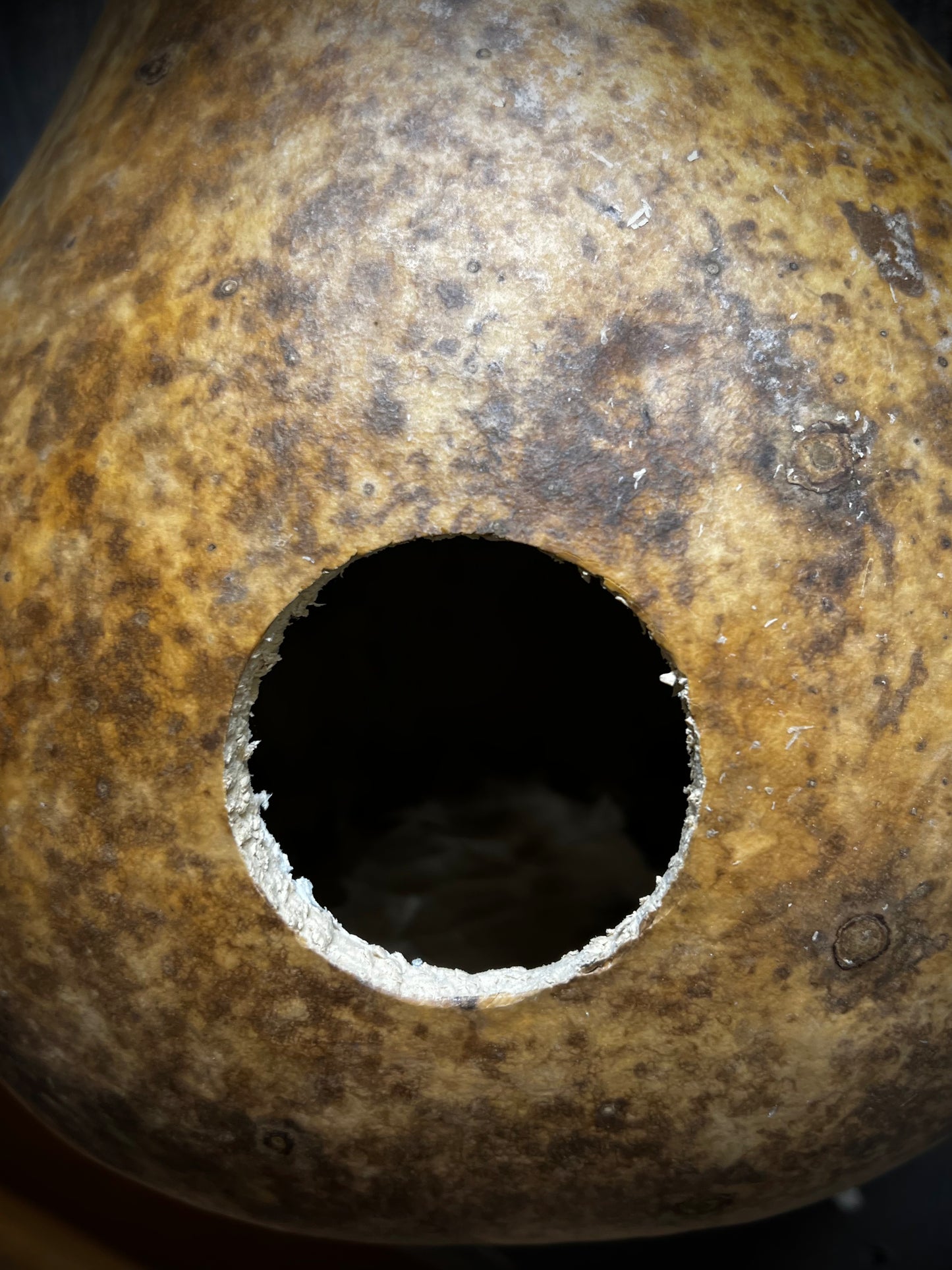 Gourd, Assorted, BIRDHOUSE