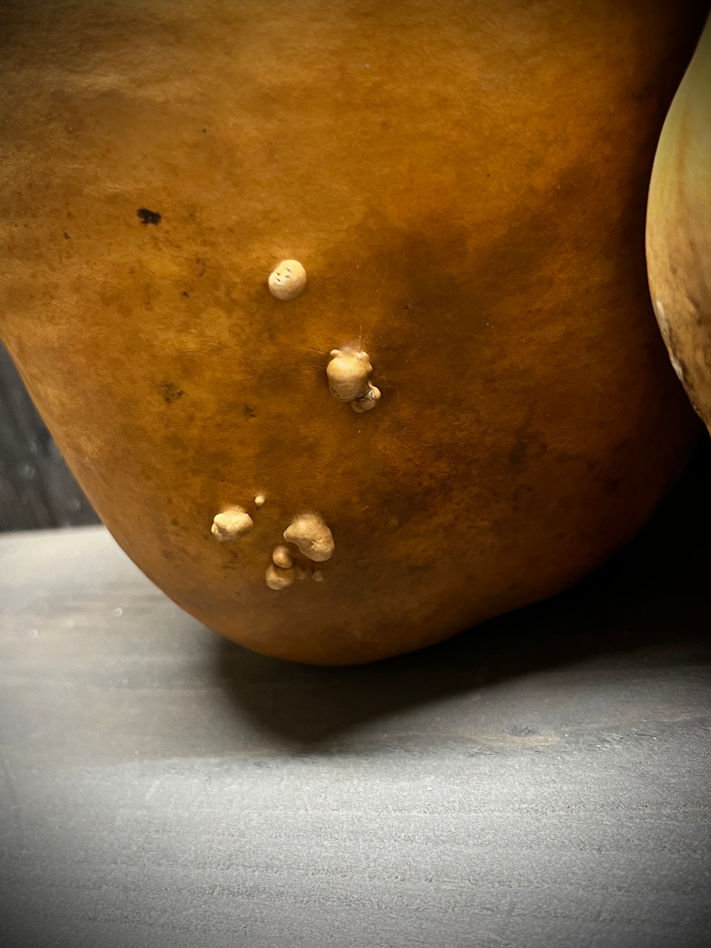 Gourd, Assorted, APPLE