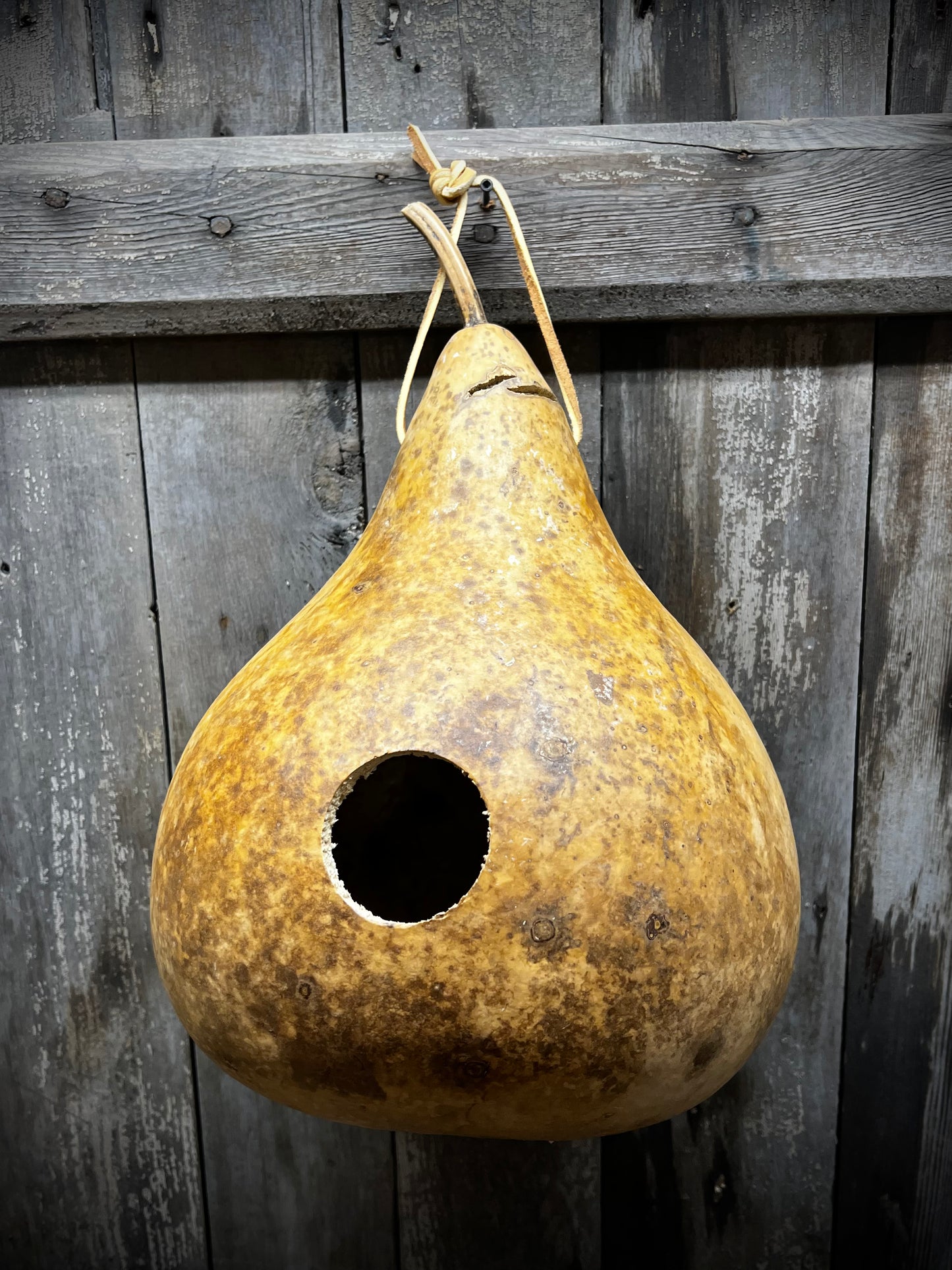 Gourd, Assorted, BIRDHOUSE