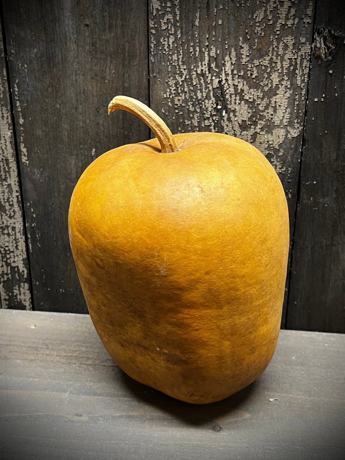 Gourd, Assorted, APPLE