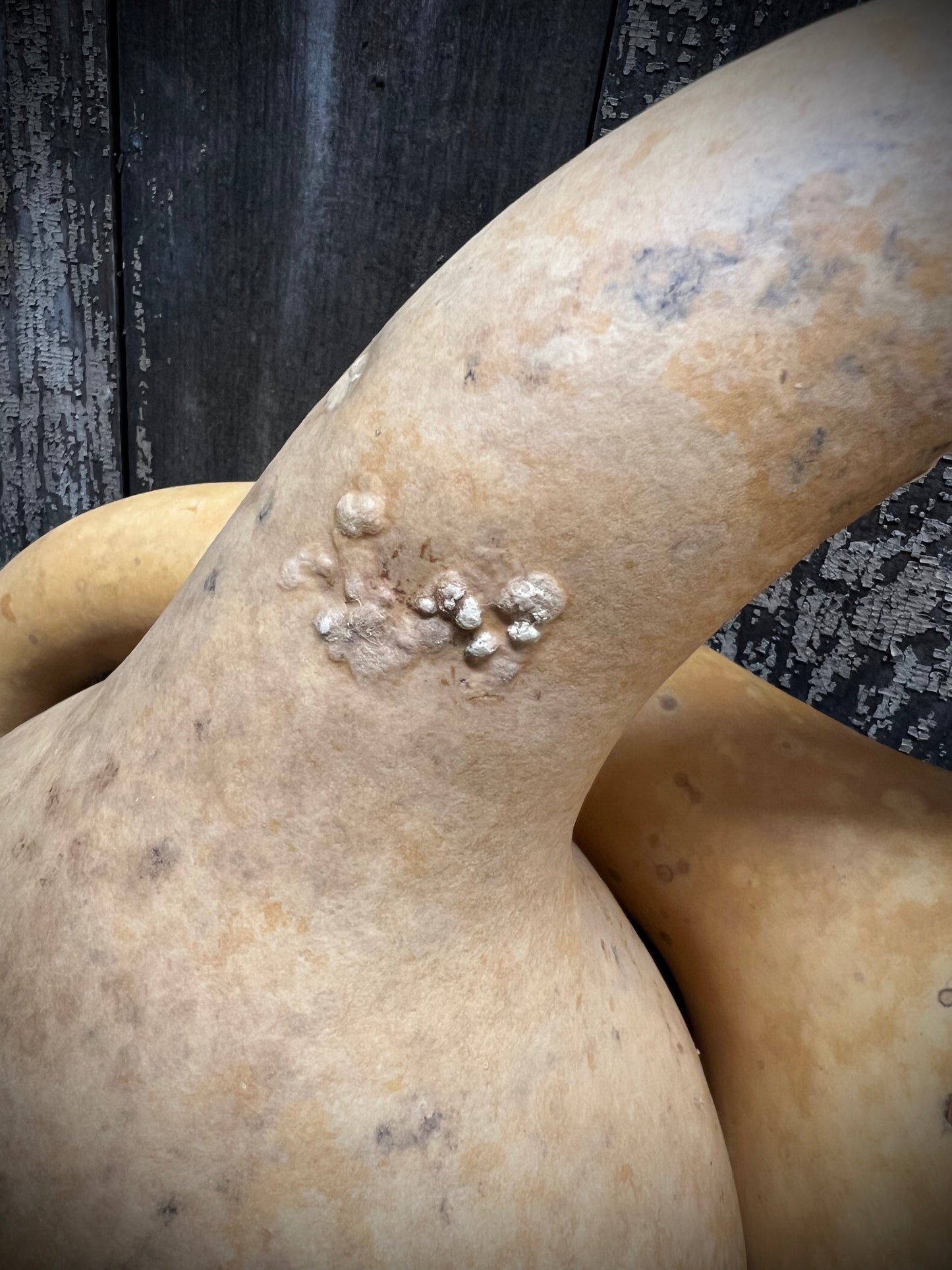 Gourd, Assorted, CURLY DIPPER
