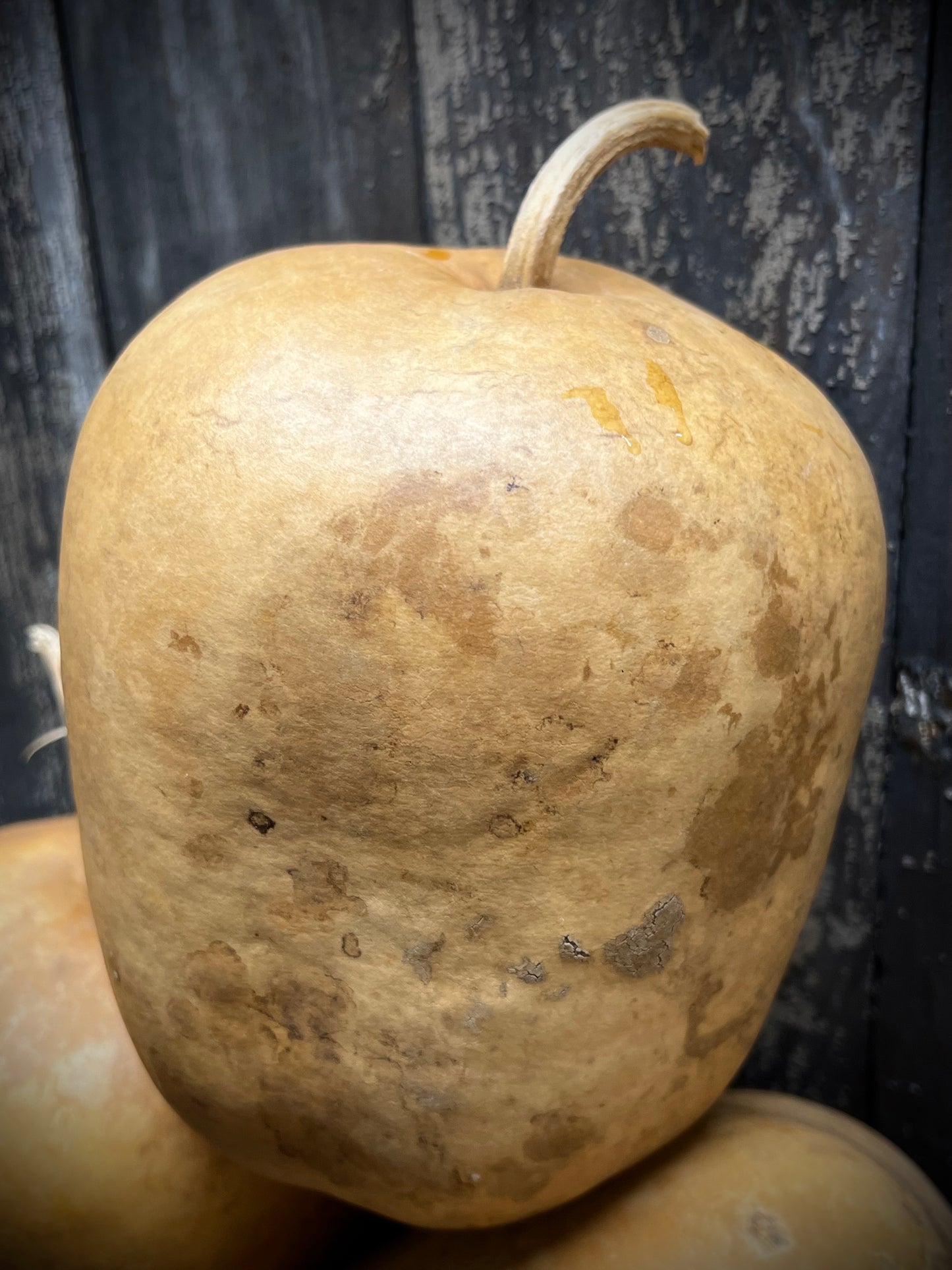 Gourd, Assorted, APPLE