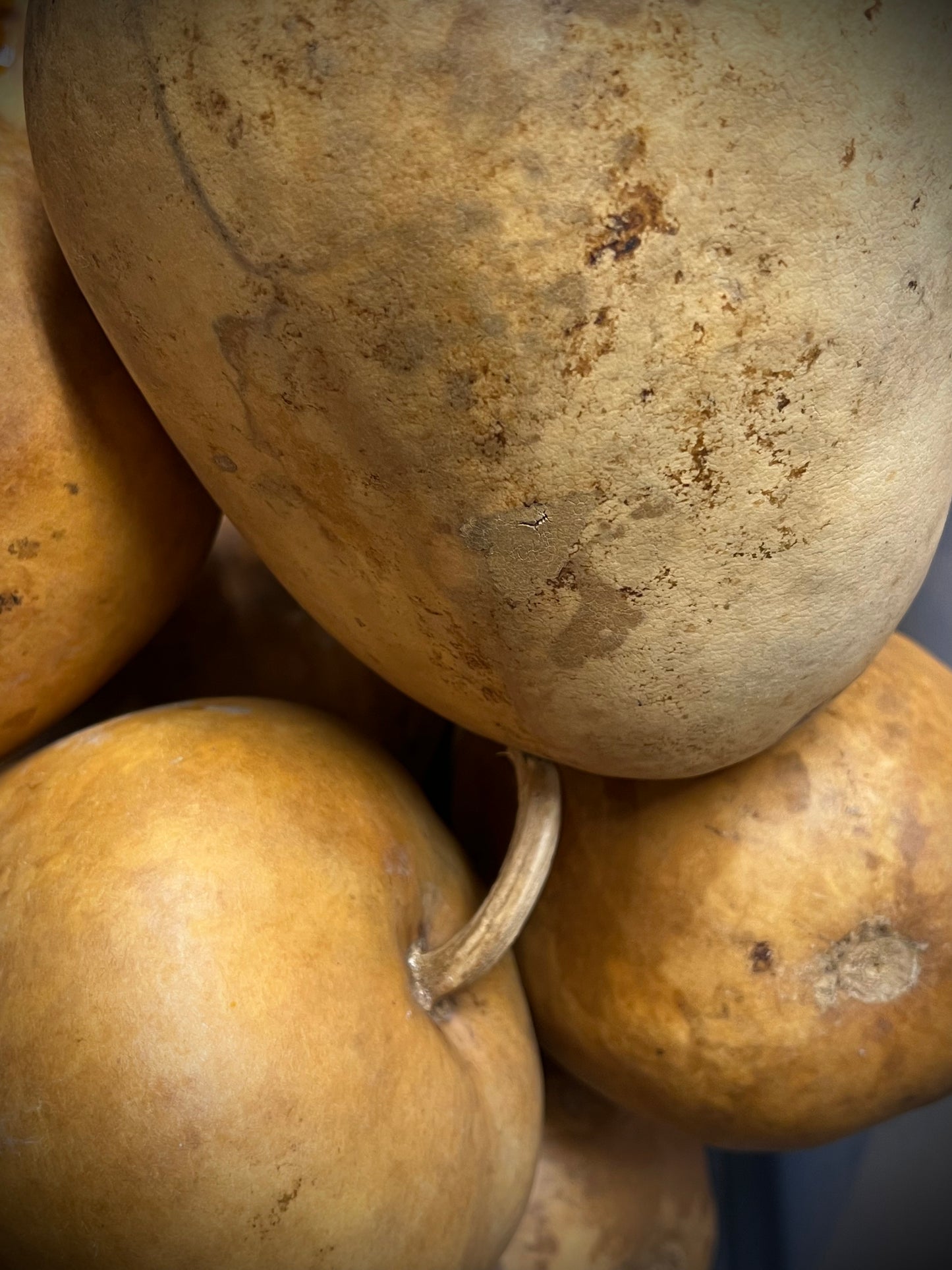 Gourd, Assorted, APPLE