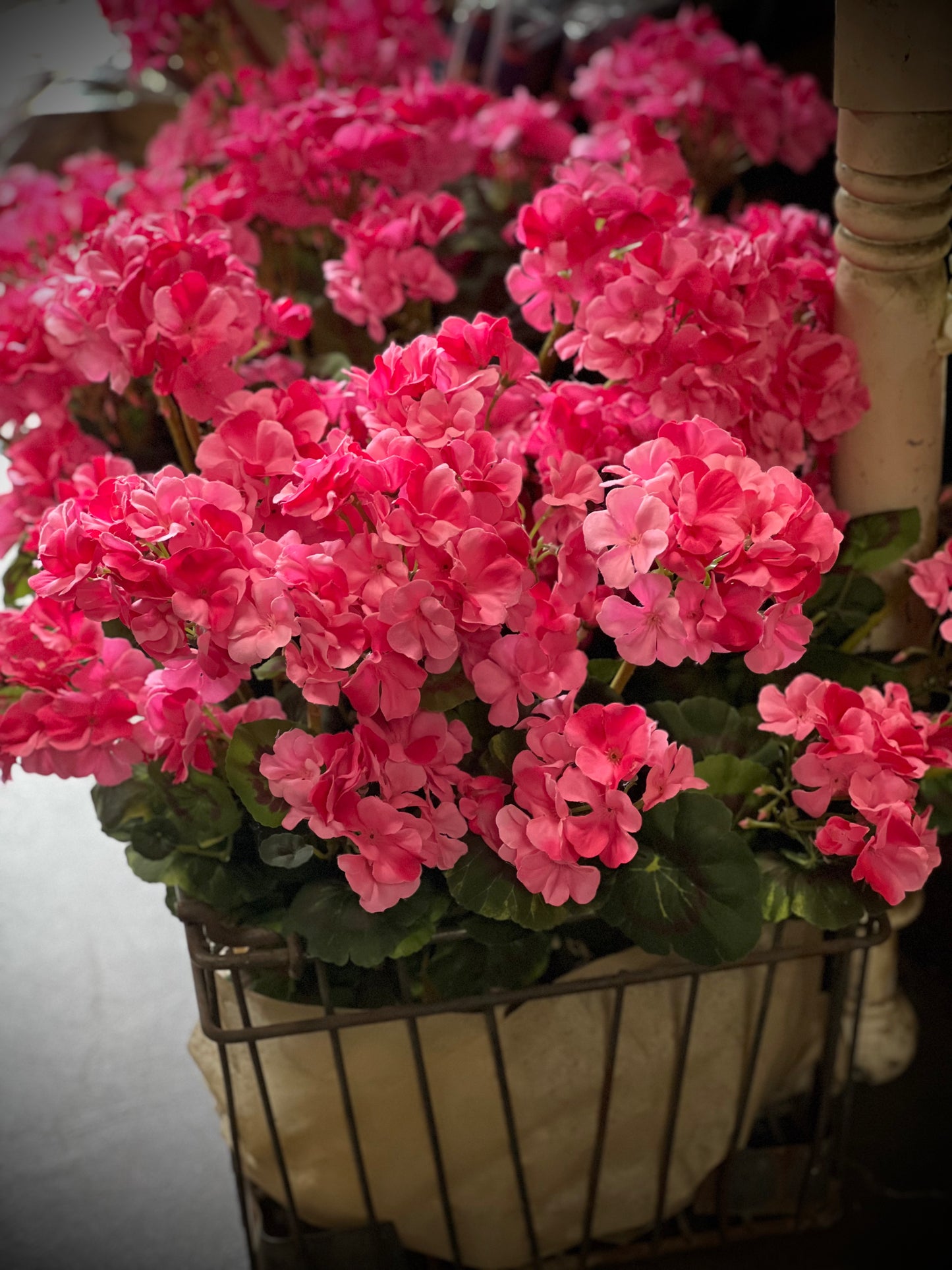 Bush, Geranium, 20", PINK