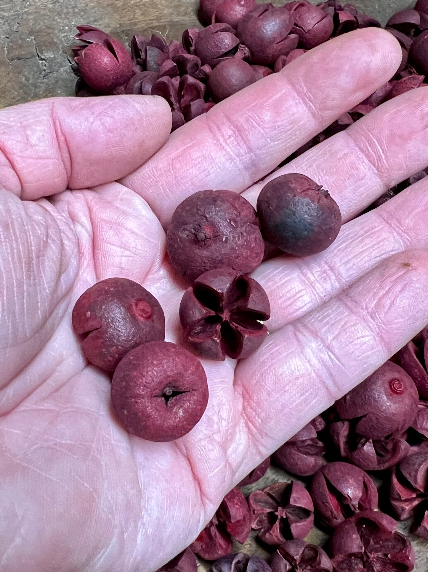 Chiloni Pods, RED, 8 ounce
