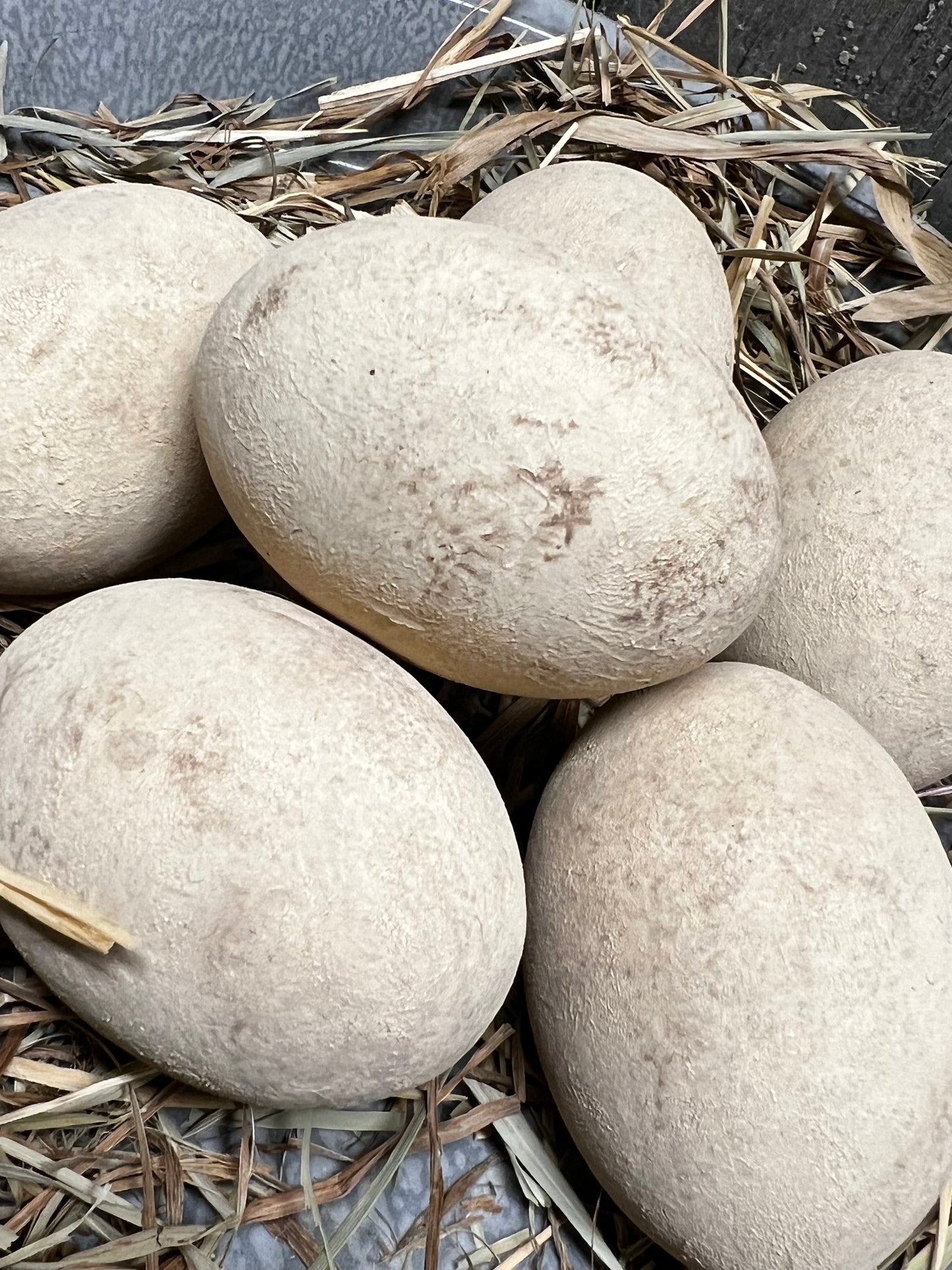 Eggs & Grass, Set/6, CREAM or CREAM/BROWN/BLUE