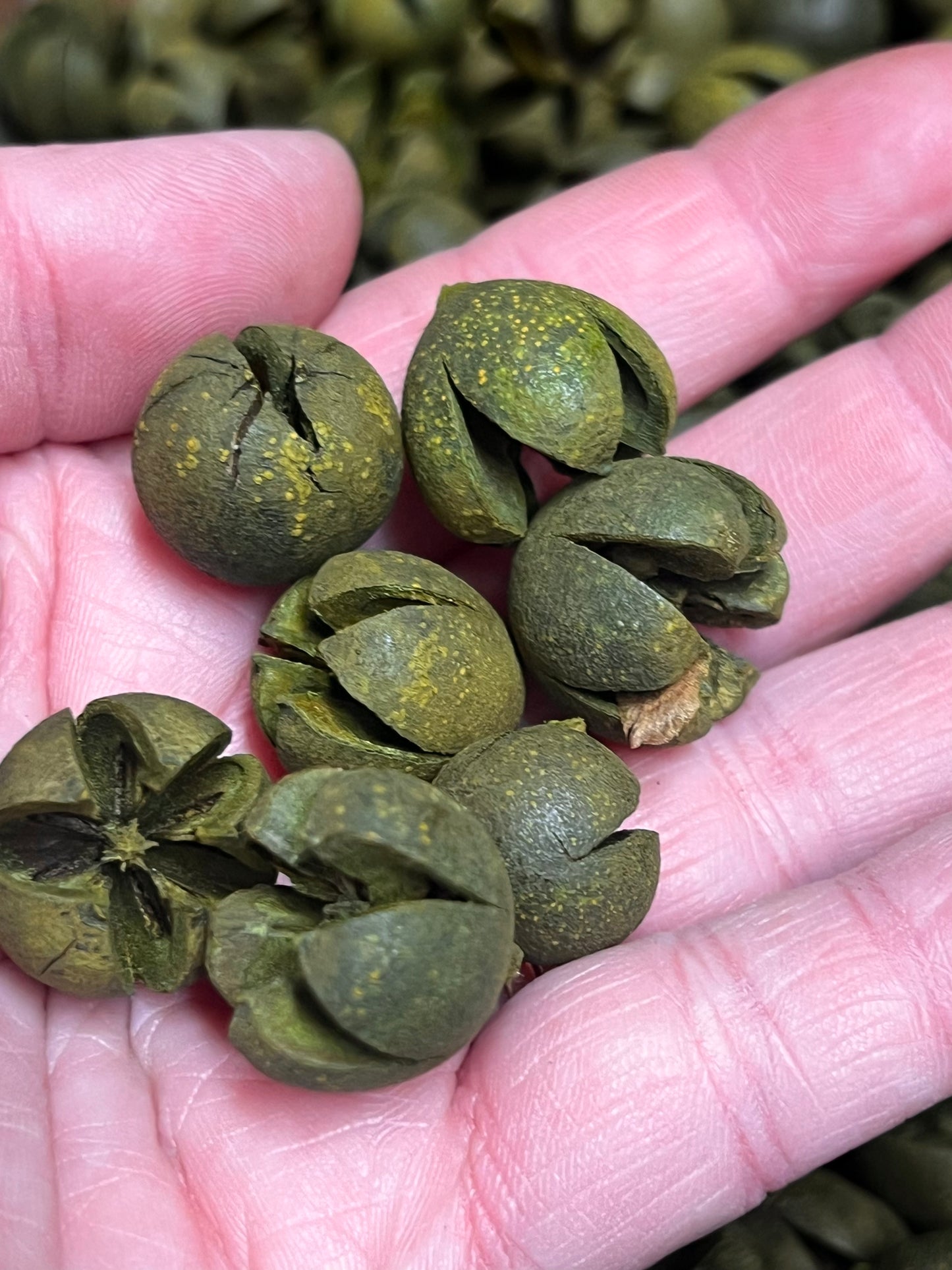Chiloni Pods, GREEN, 8 ounce