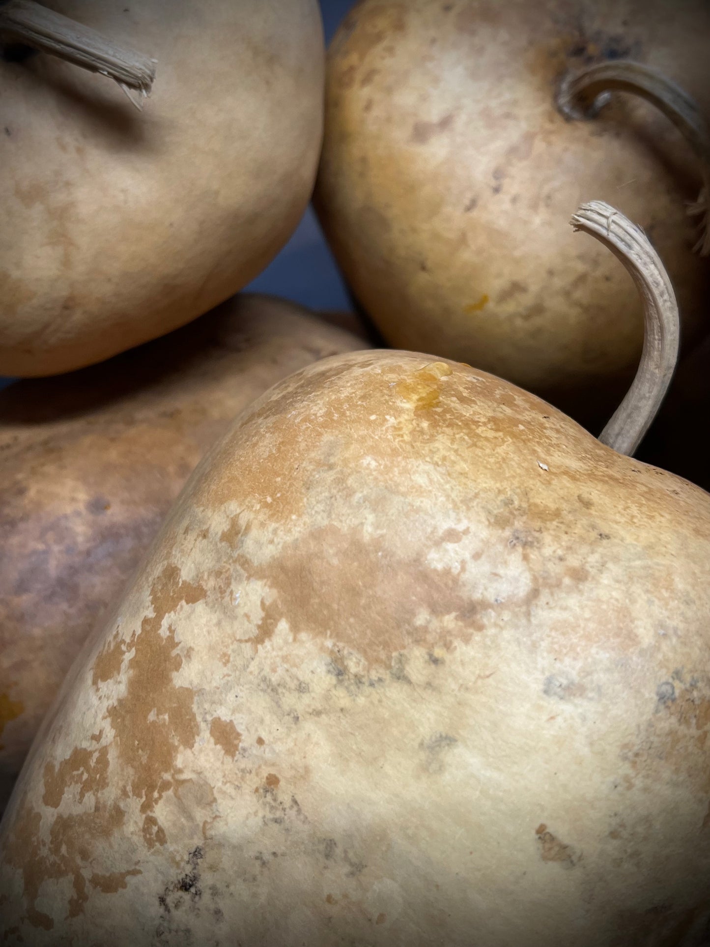 Gourd, Assorted, APPLE