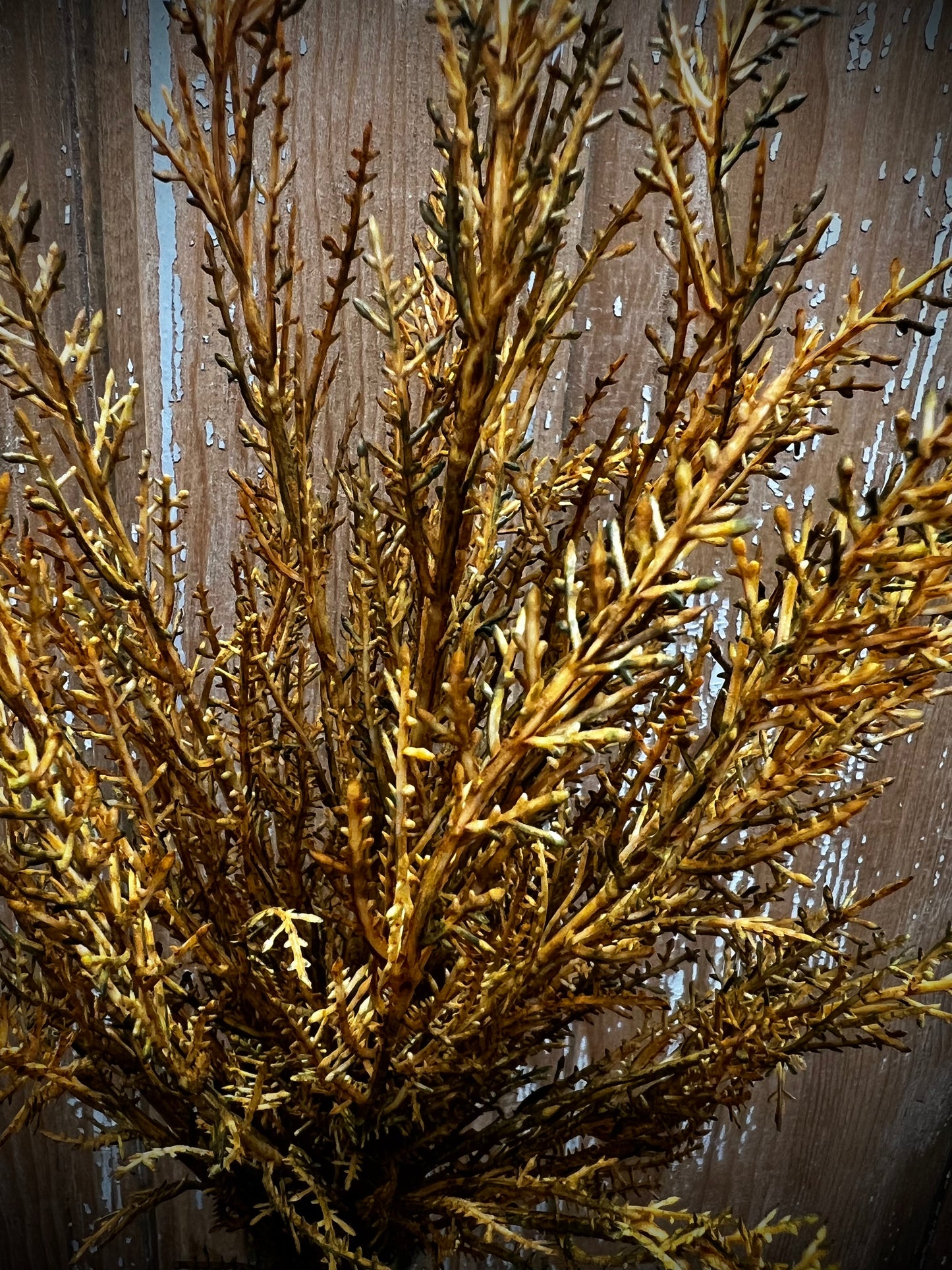 Bush, 19", Wildthorn, MOSS