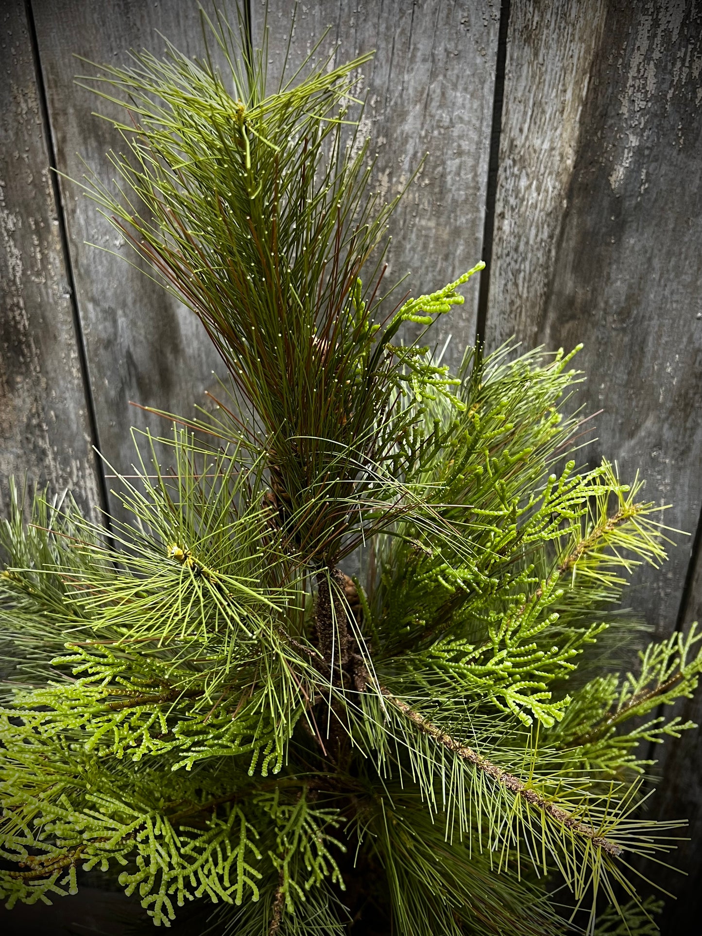 Tree, 24", STONE PINE HEMLOCK