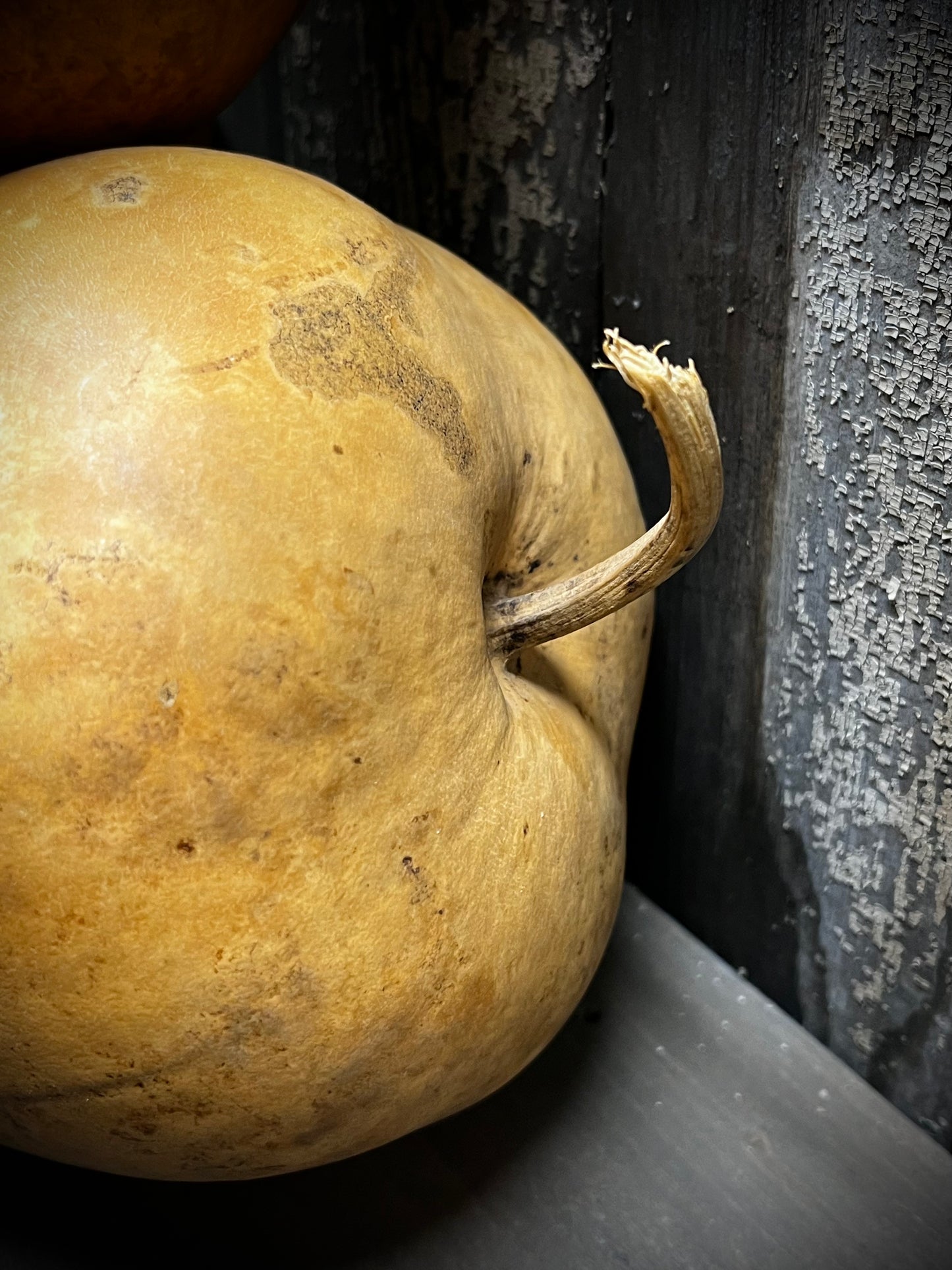 Gourd, Assorted, APPLE