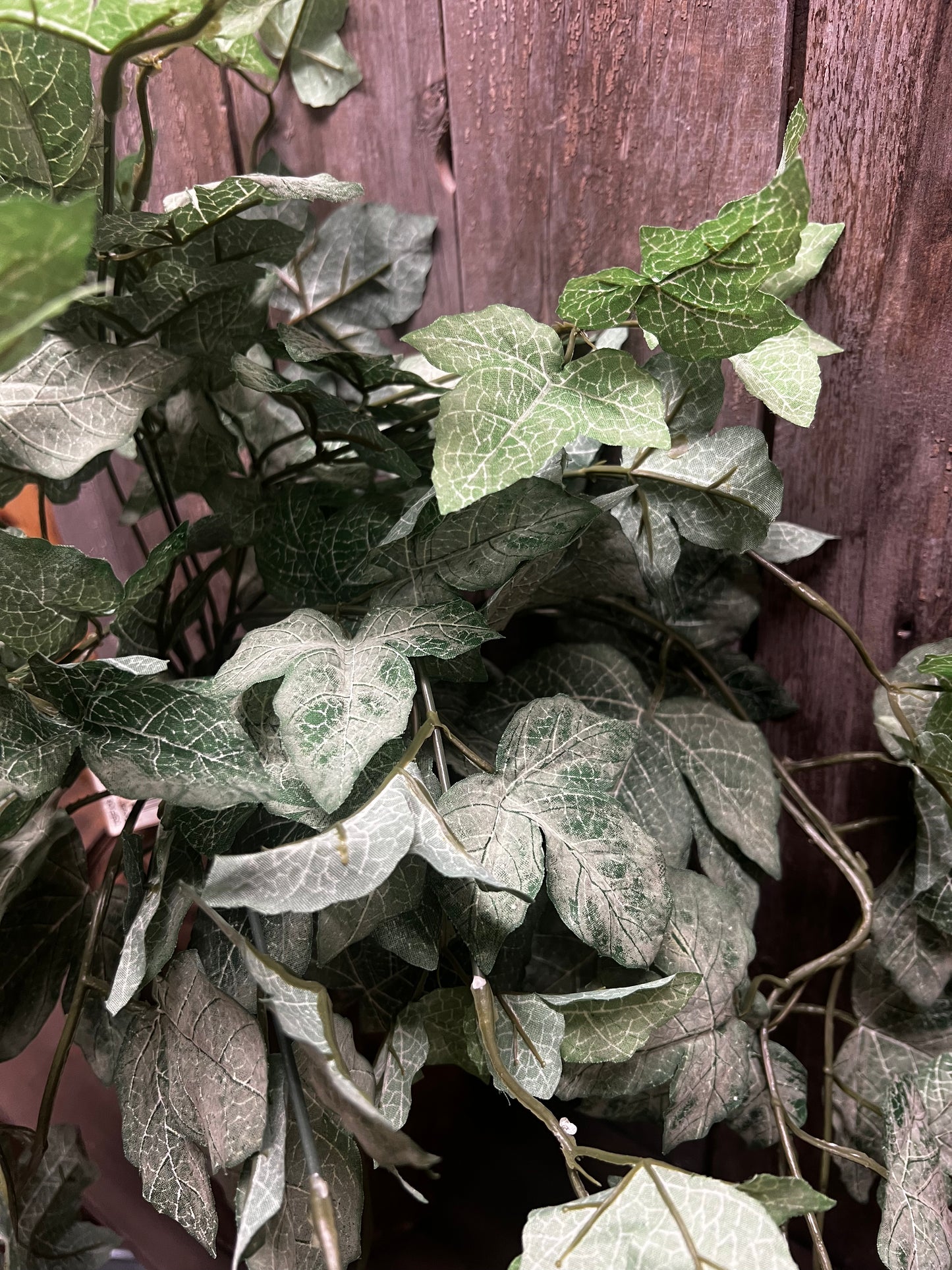 Bush, 27", FROSTED MAPLE IVY