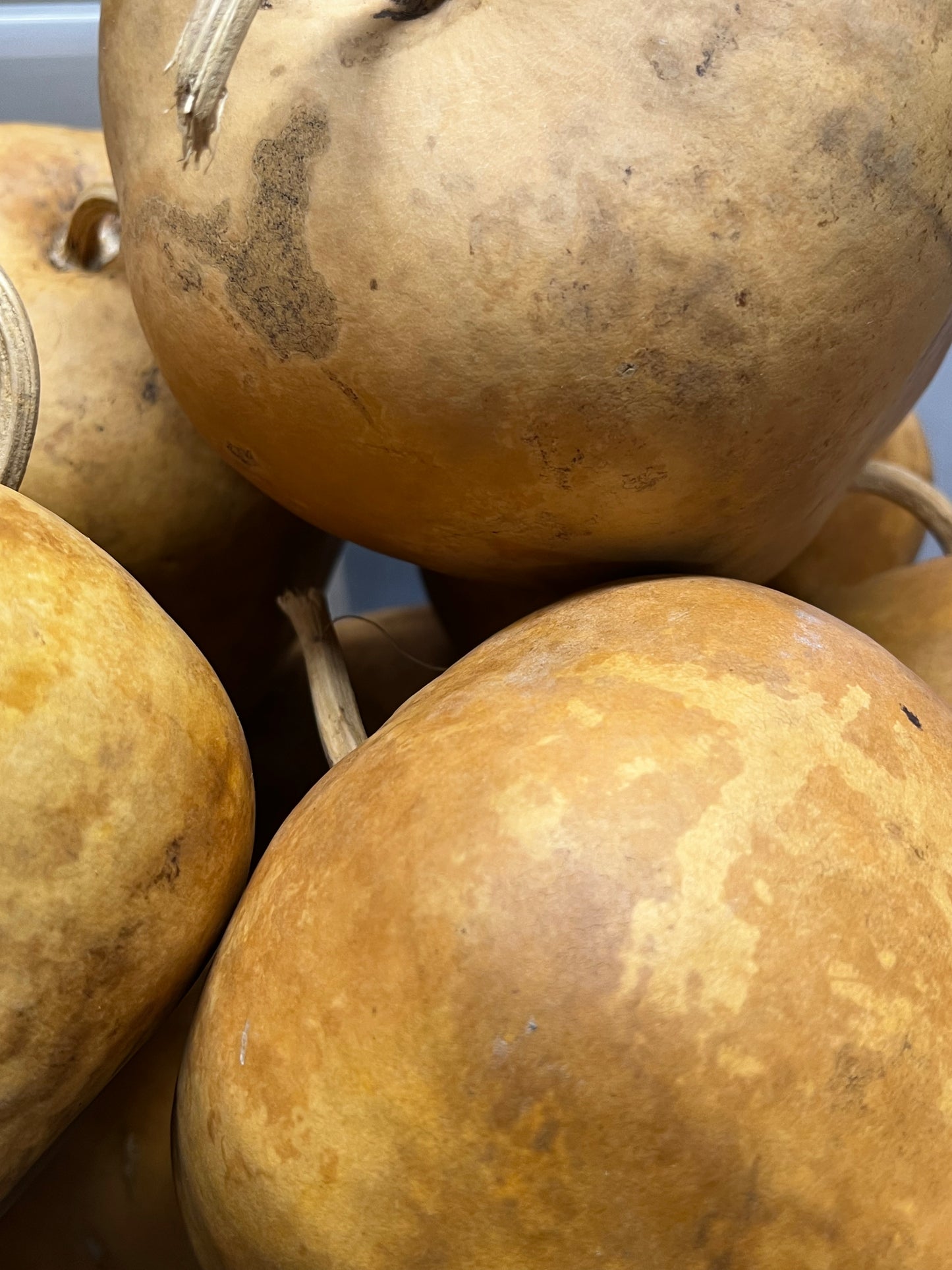 Gourd, Assorted, APPLE