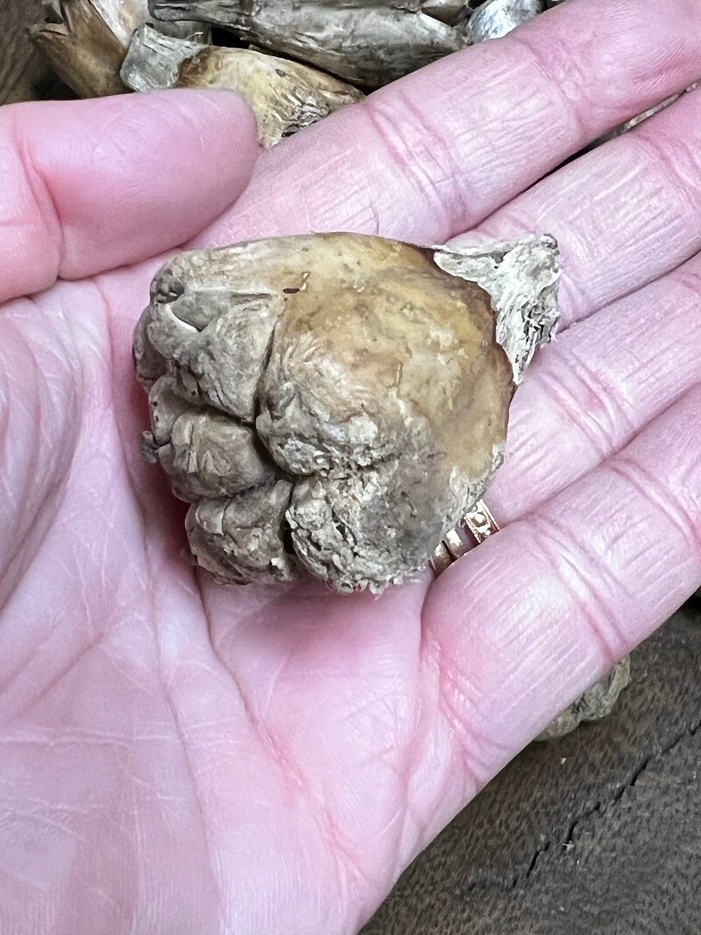 Camel Fruit, NATURAL, 8 Ounce