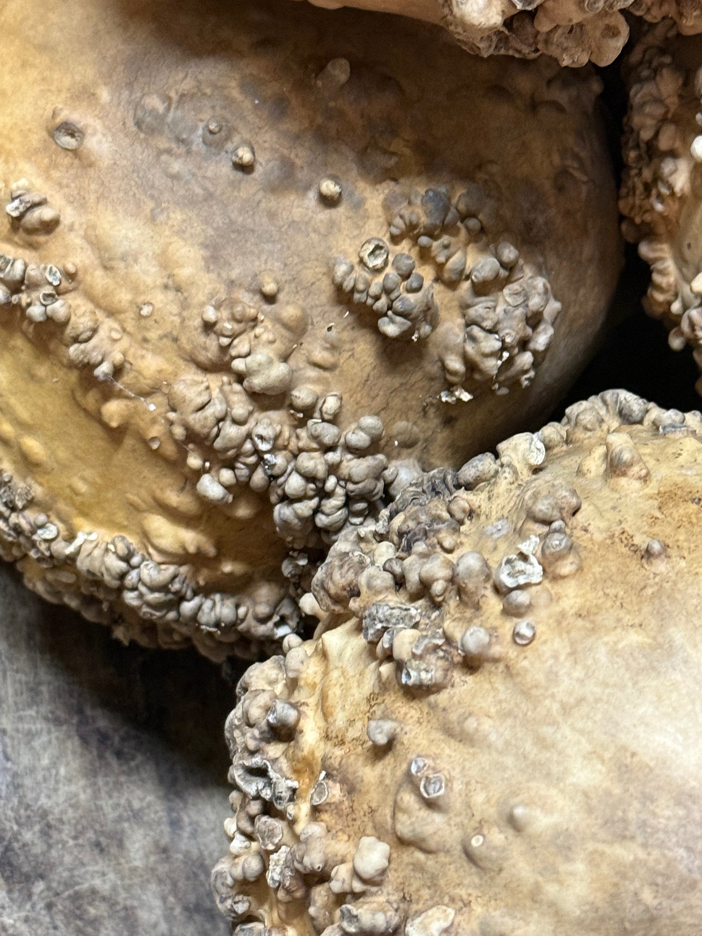 Gourd, Assorted, WARTY