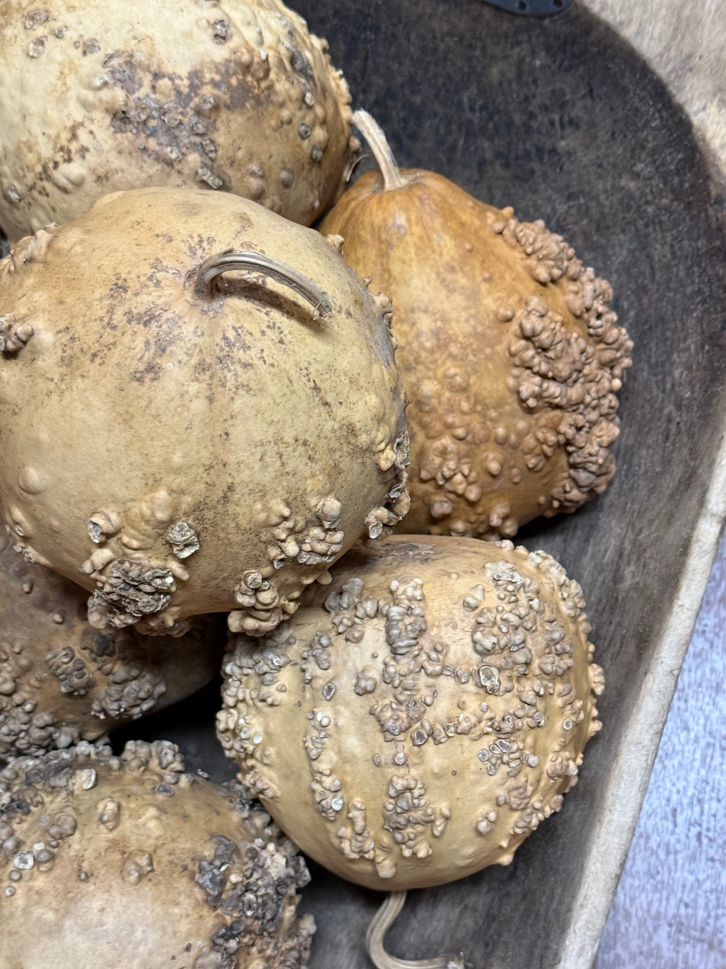 Gourd, Assorted, WARTY