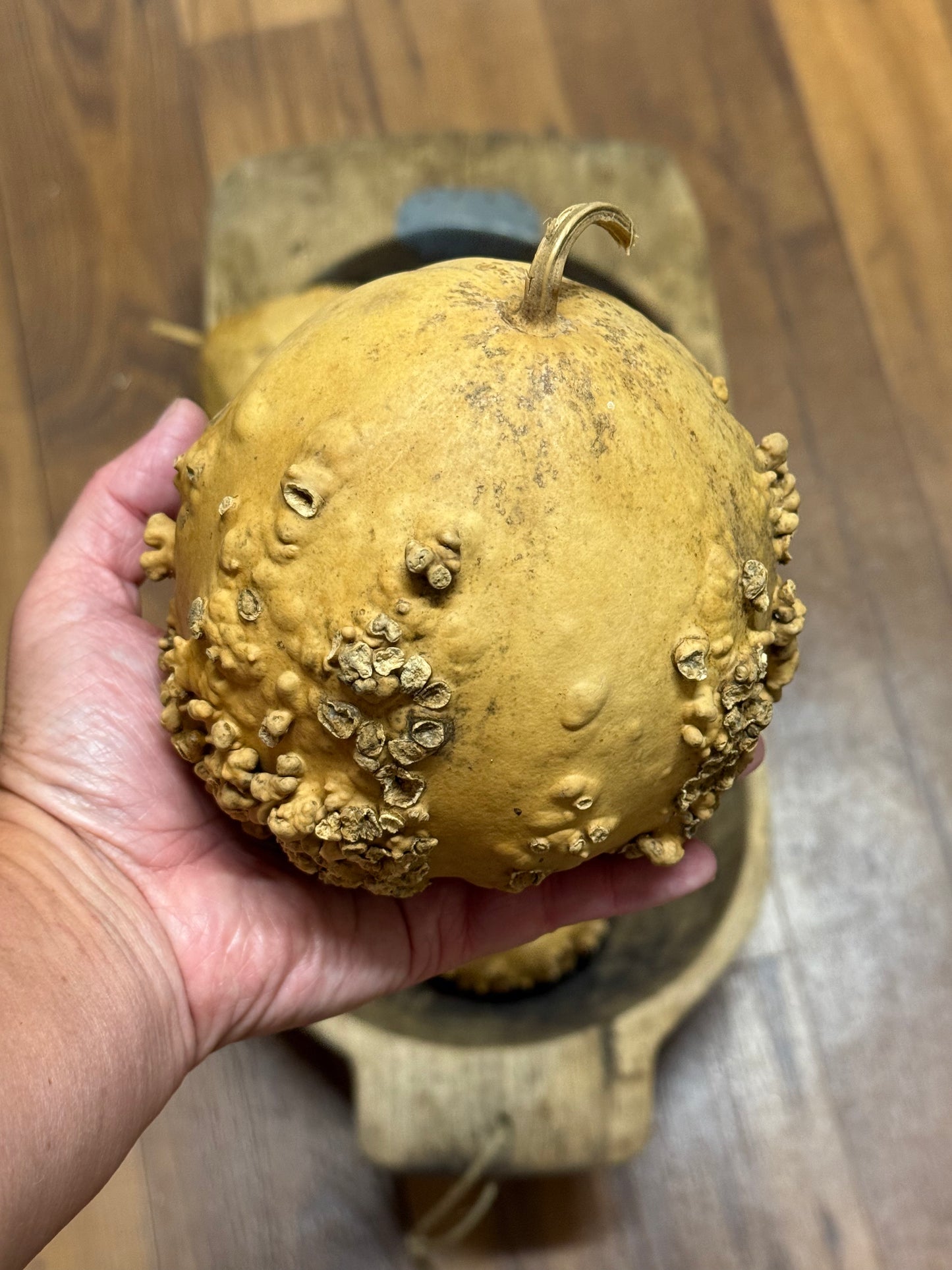 Gourd, Assorted, WARTY