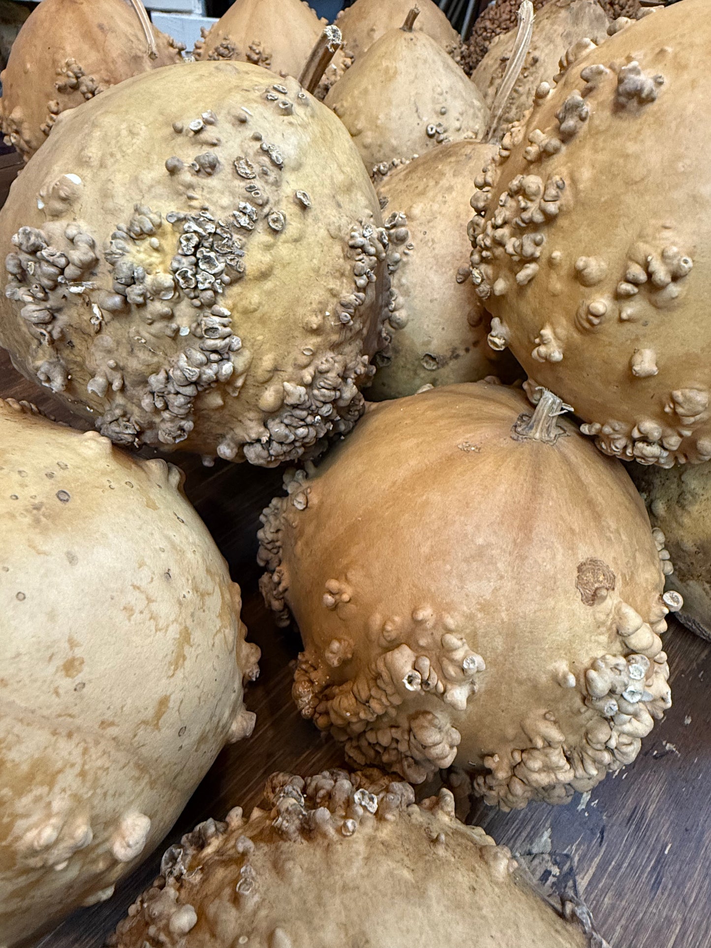 Gourd, Assorted, WARTY