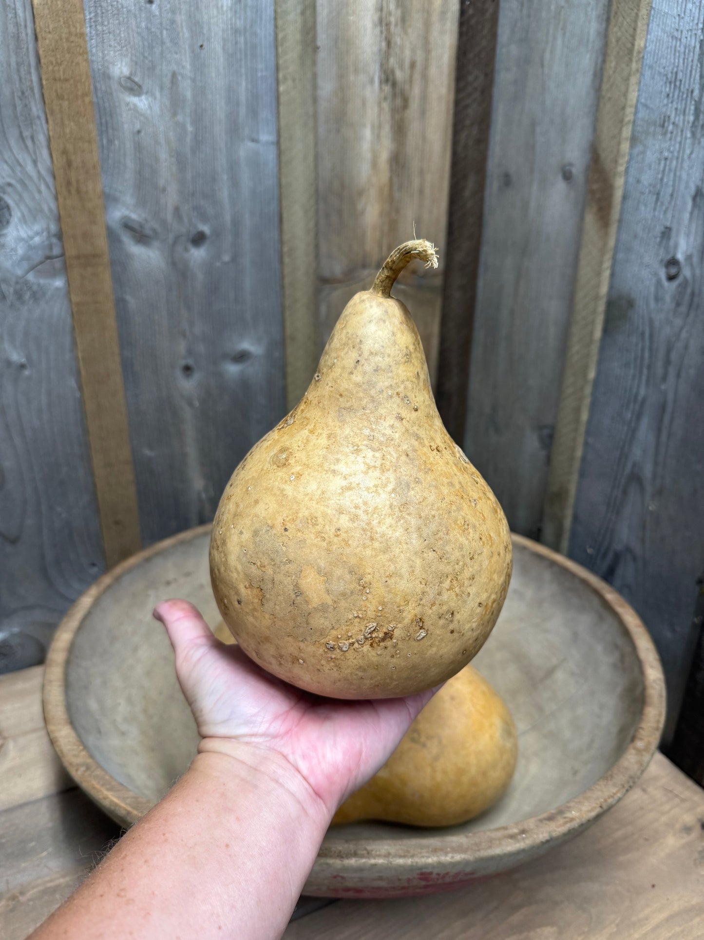 Gourd, PEAR