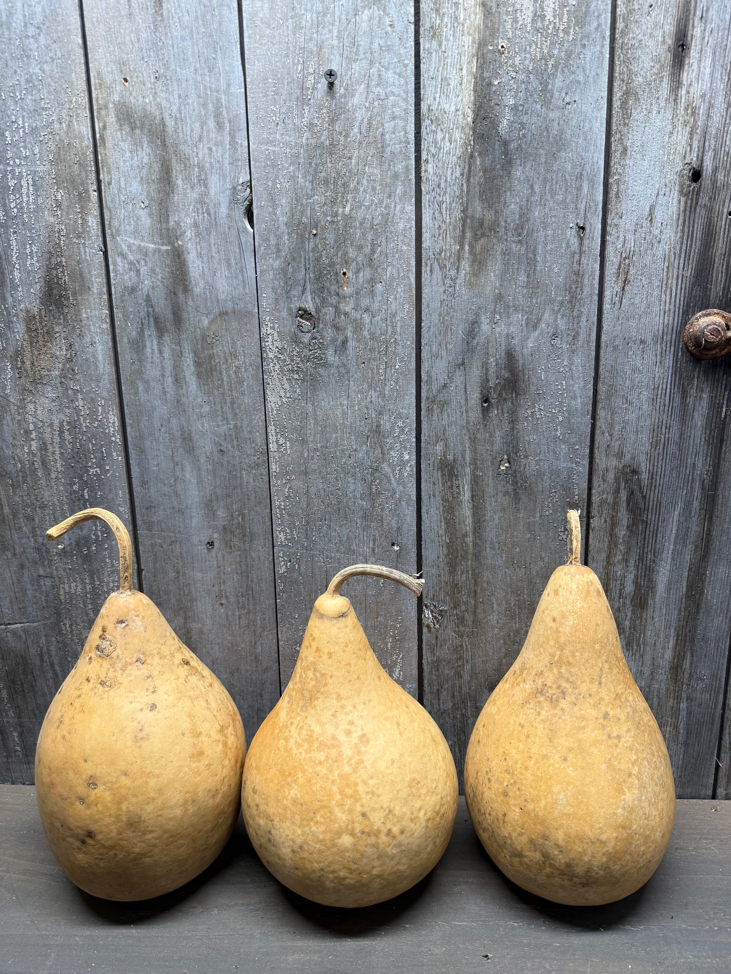 Gourd, PEAR