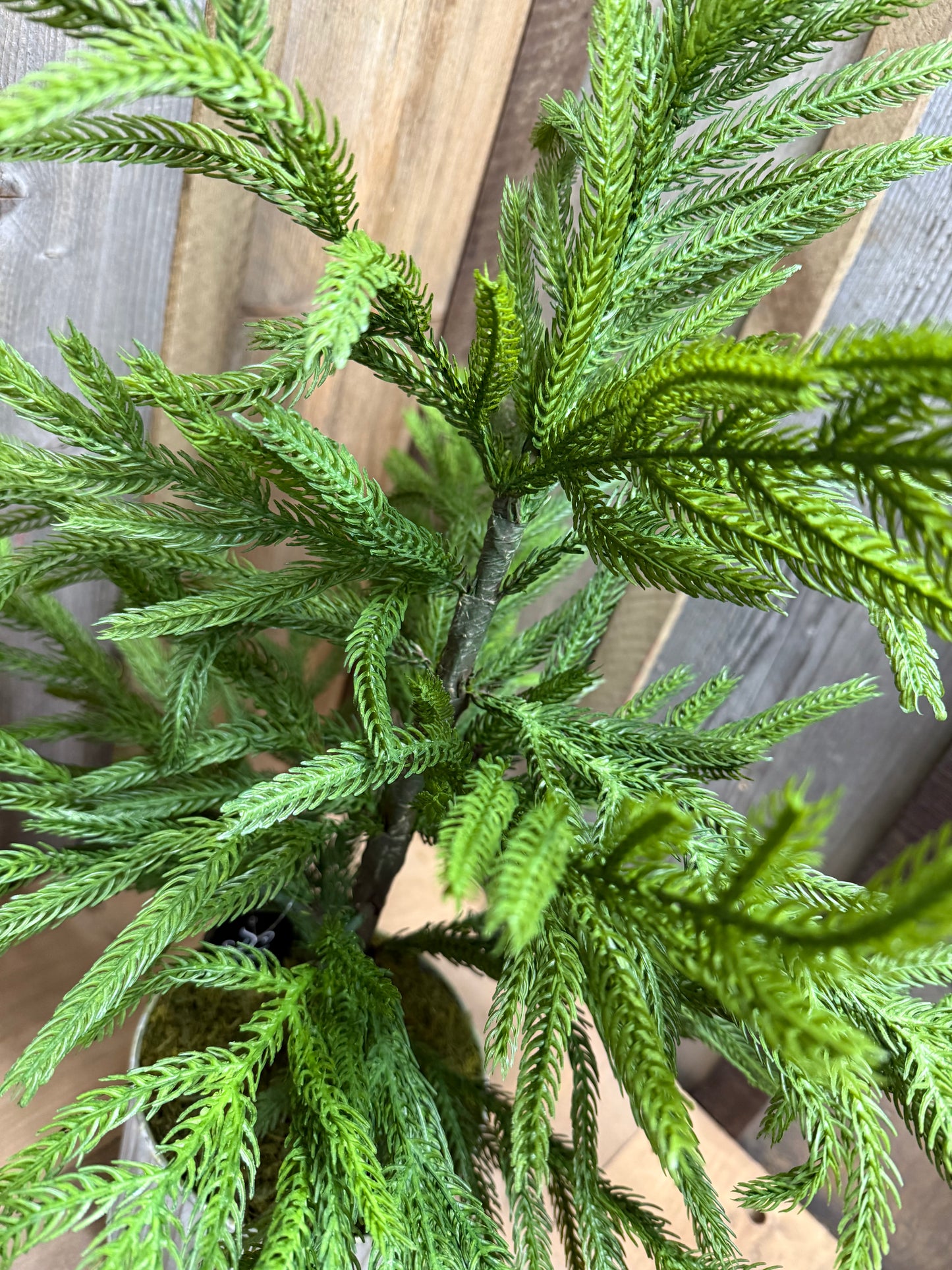 Tree, 28", Potted, NORFOLK PINE
