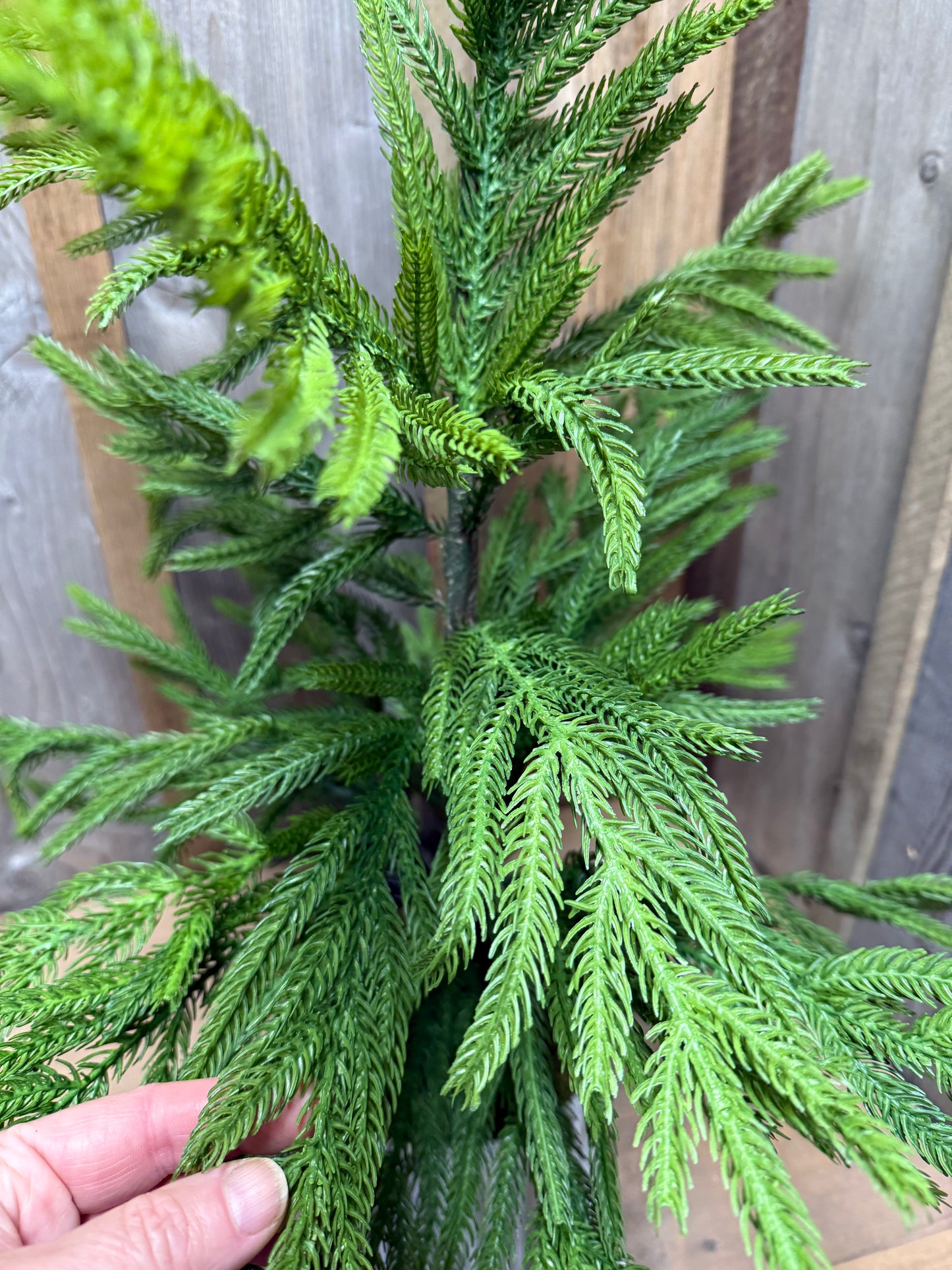 Tree, 28", Potted, NORFOLK PINE