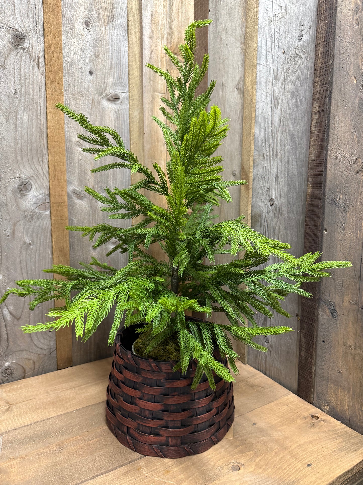Tree, 28", Potted, NORFOLK PINE