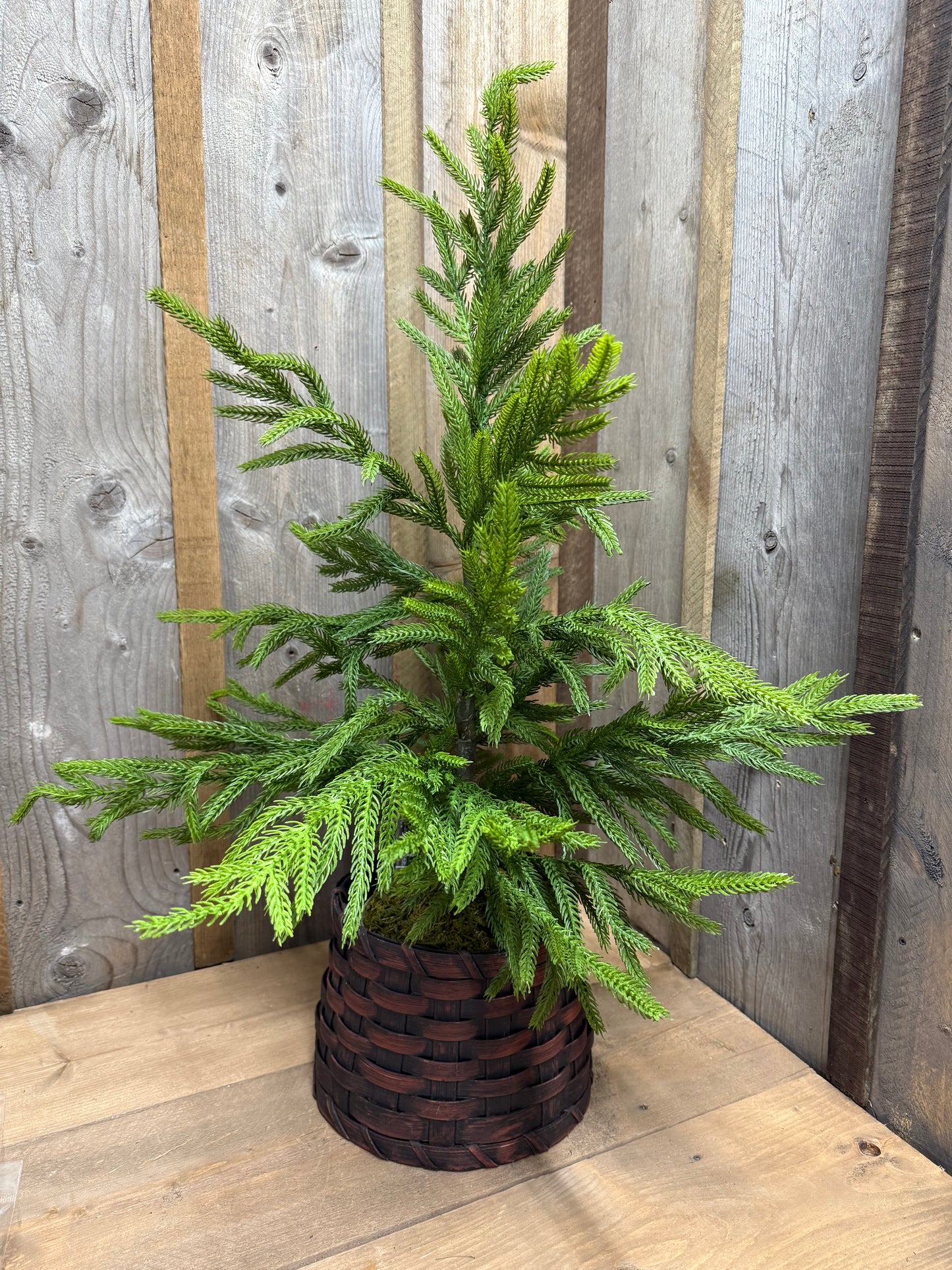 Tree, 28", Potted, NORFOLK PINE