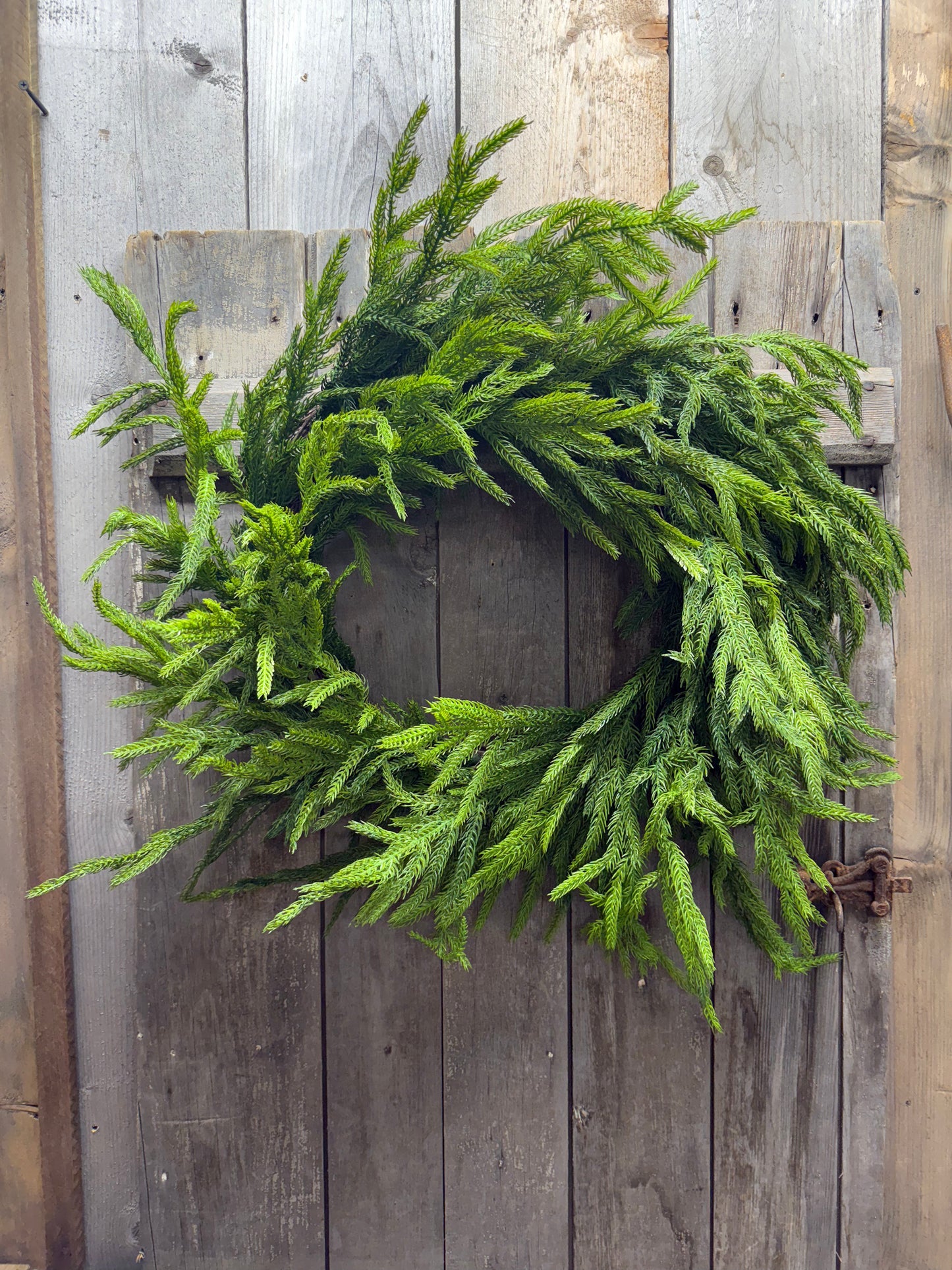 Wreath, 24” NATURAL TOUCH NORFOLK PINE