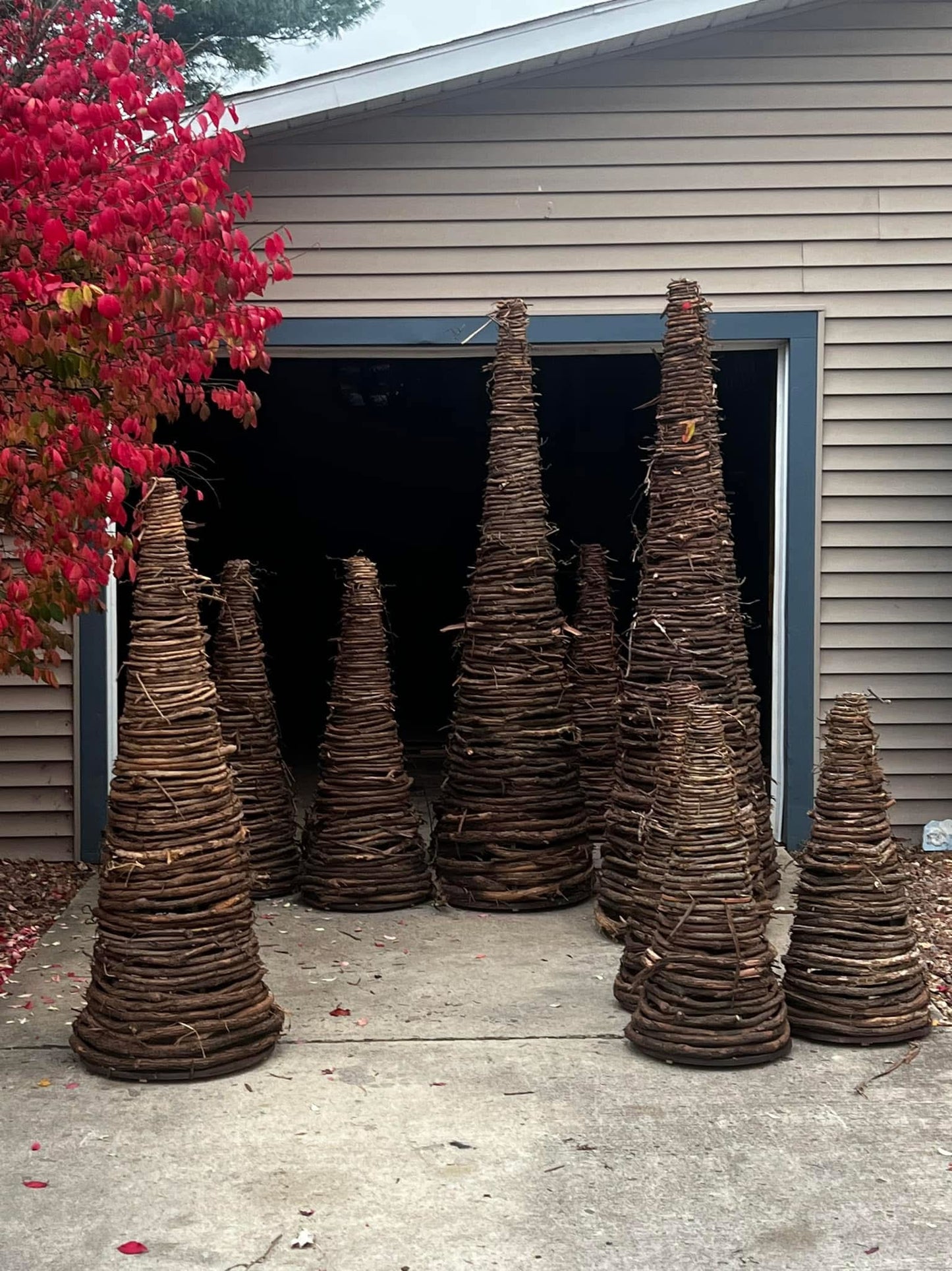 GRAPEVINE TREES