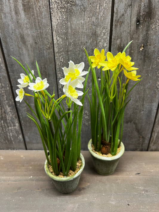 Potted Daffodil, 12",  WHITE or YELLOW