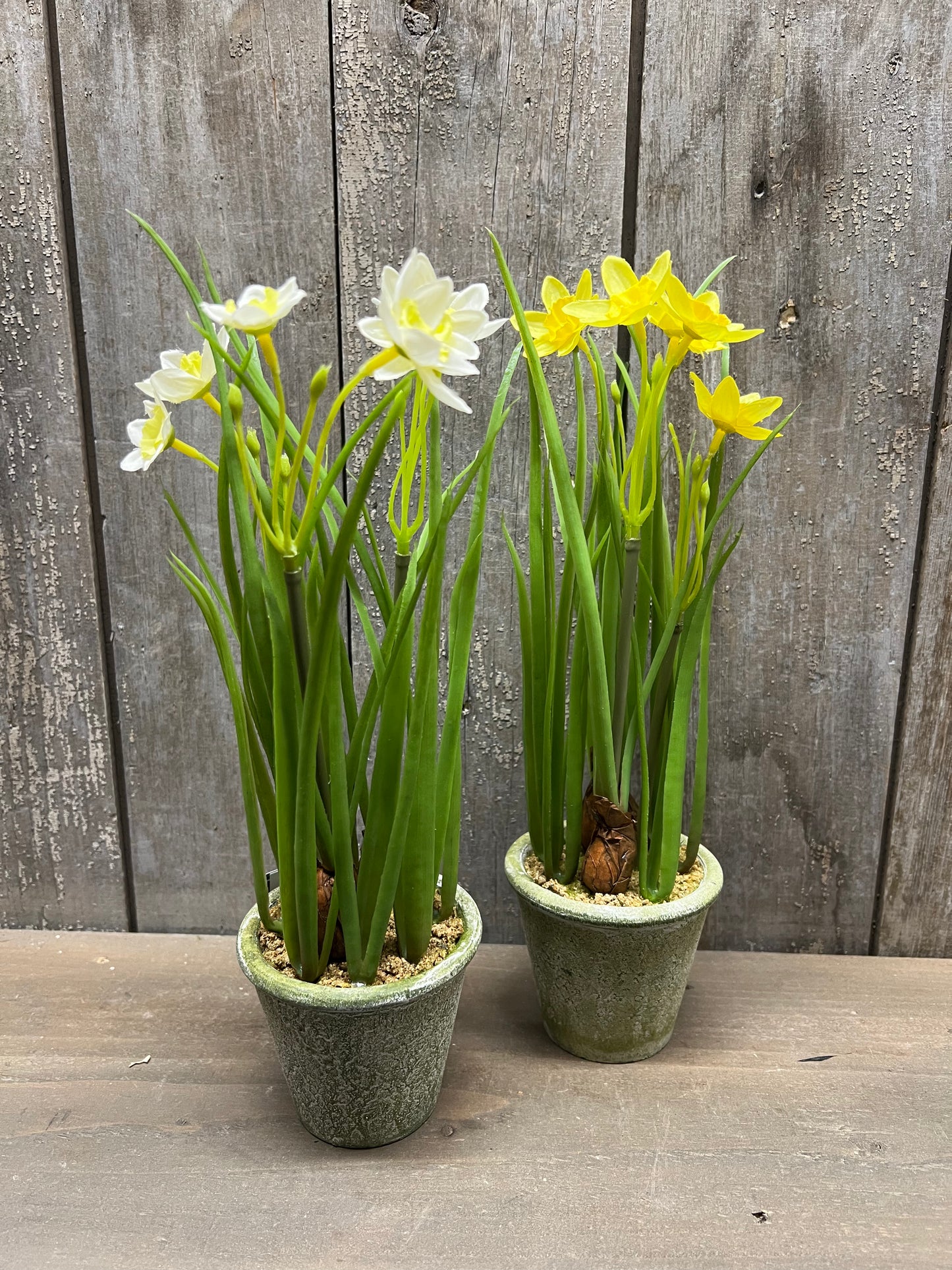 Potted Daffodil, 12", WHITE or YELLOW