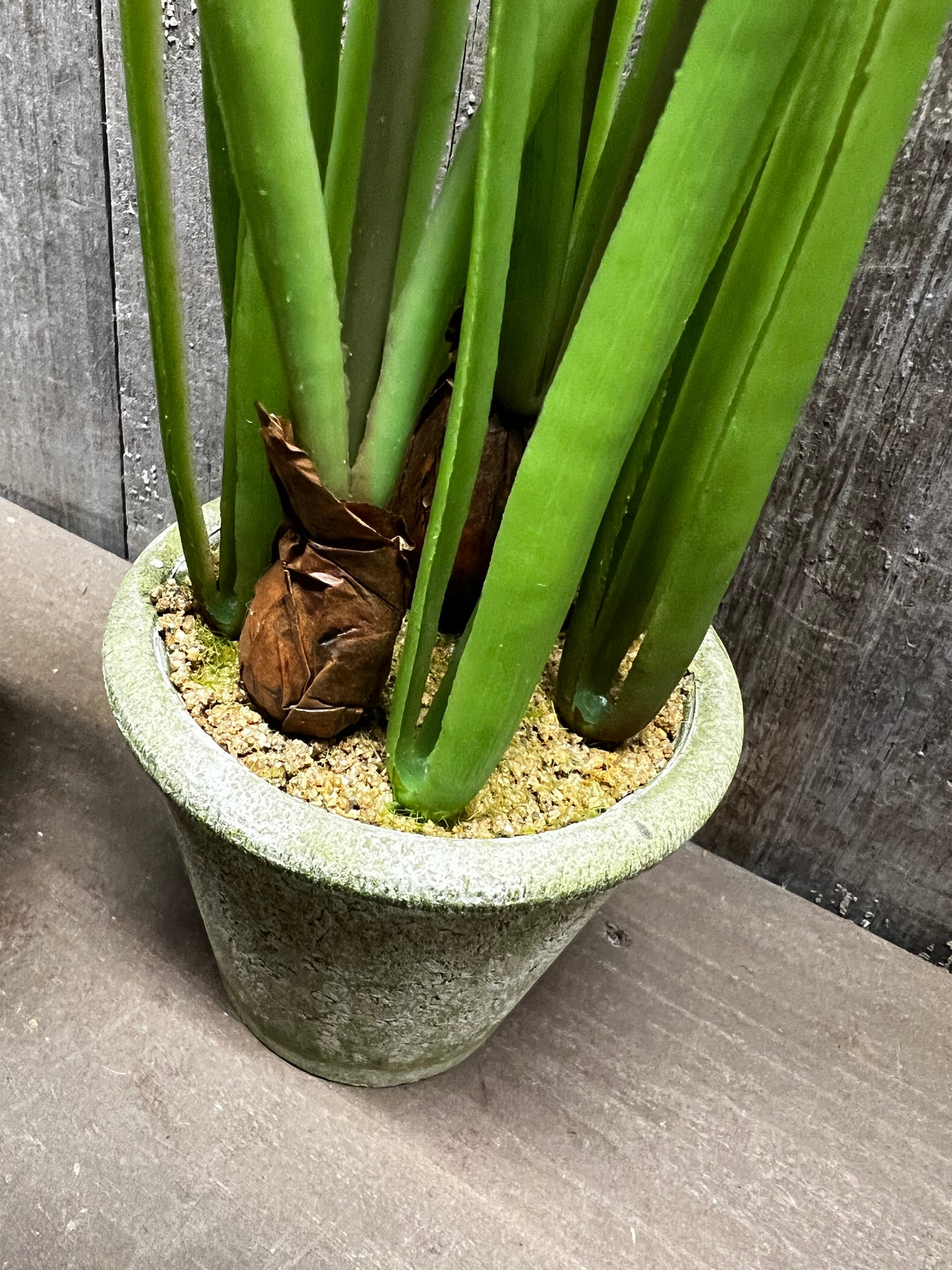 Potted Daffodil, 12", WHITE or YELLOW