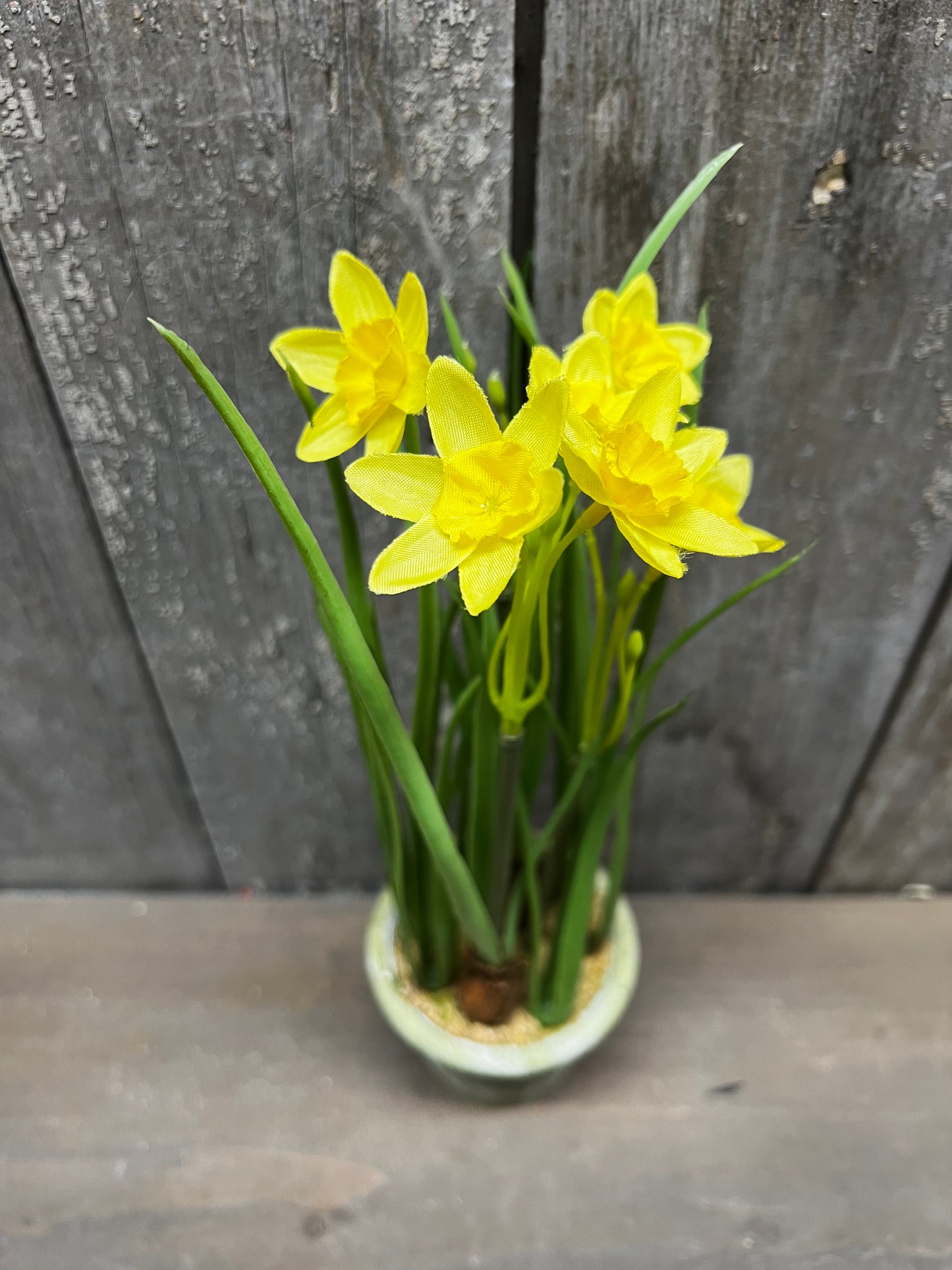 Potted Daffodil, 12", WHITE or YELLOW