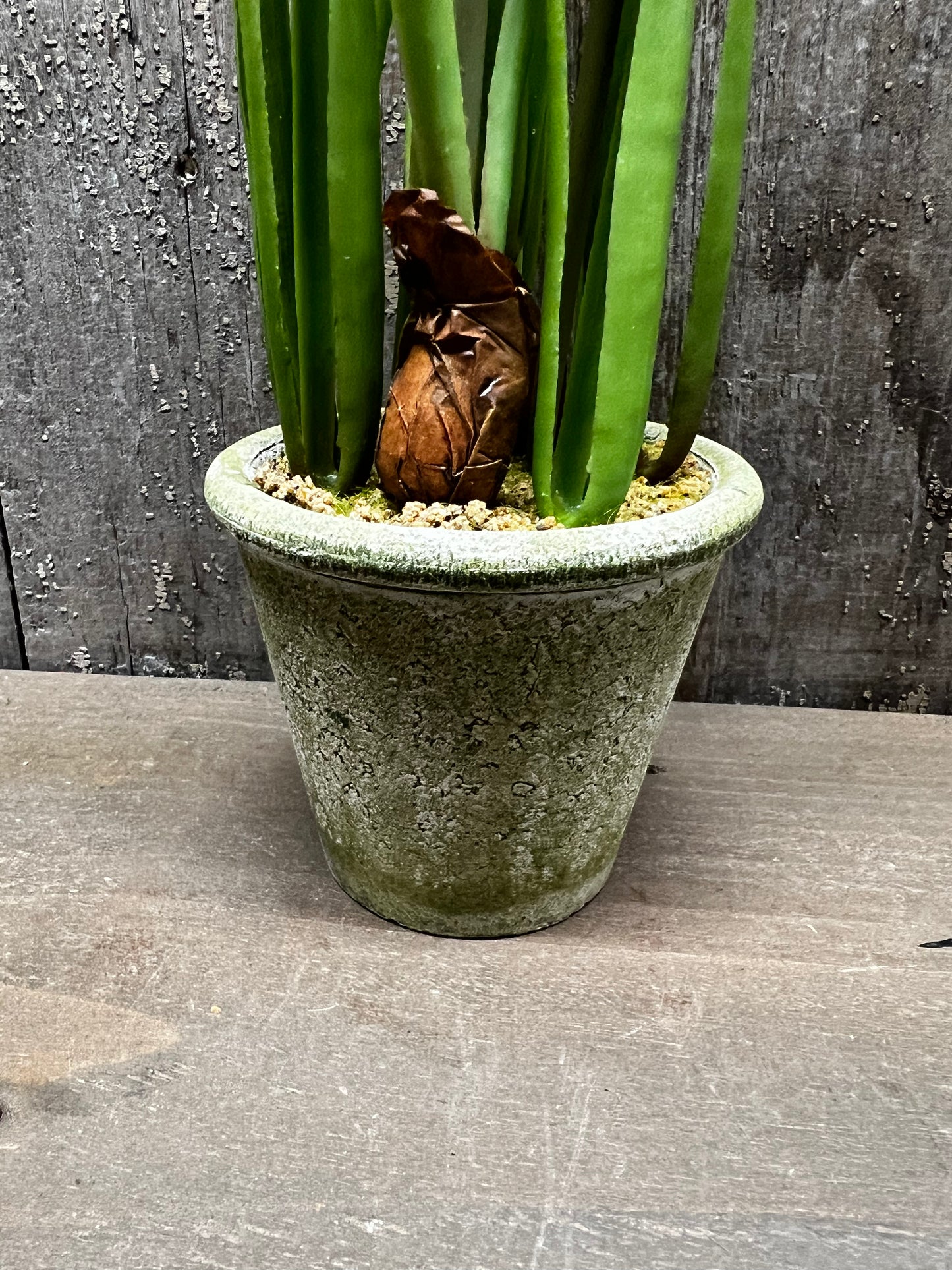 Potted Daffodil, 12", WHITE or YELLOW