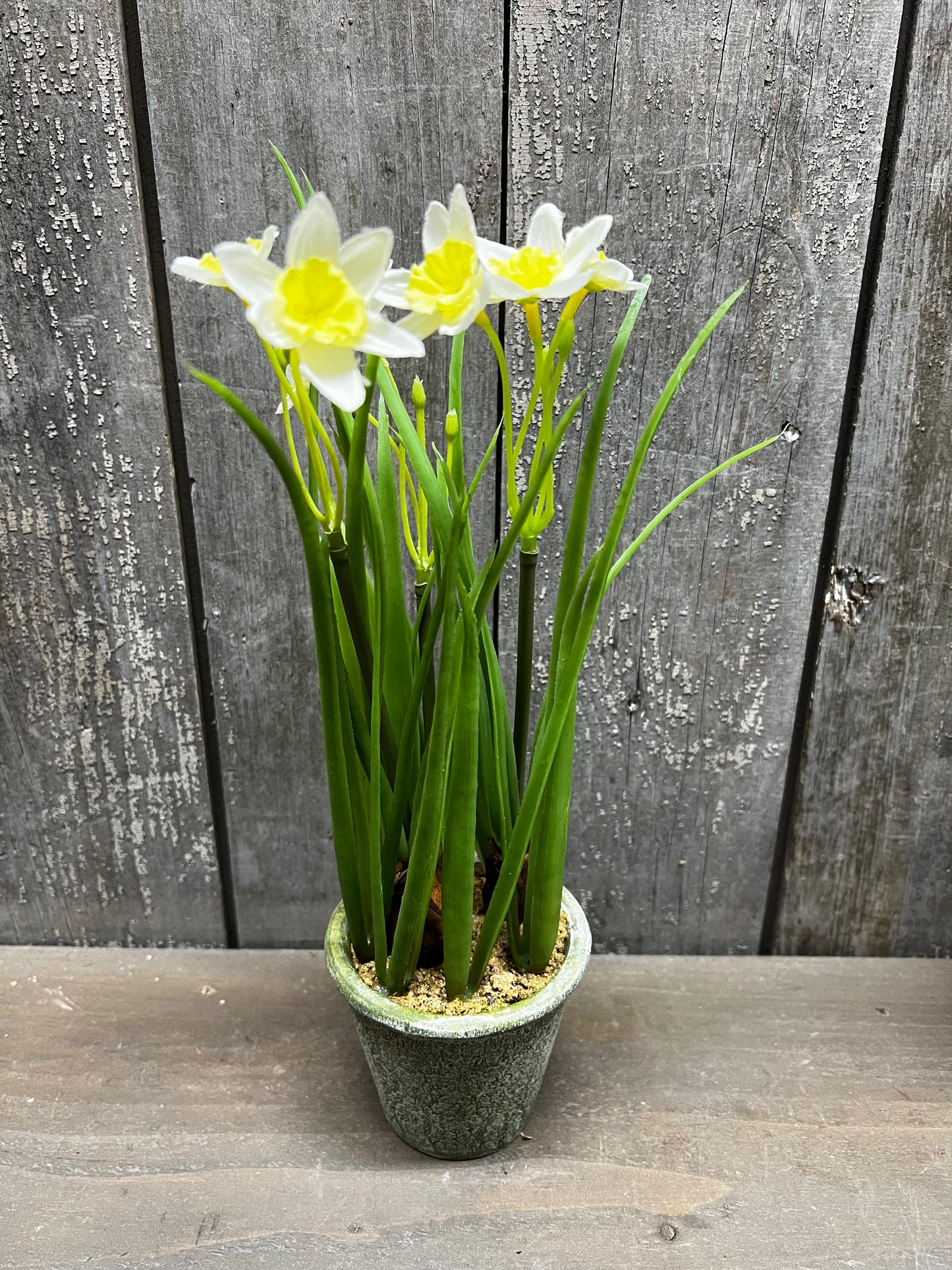 Potted Daffodil, 12", WHITE or YELLOW