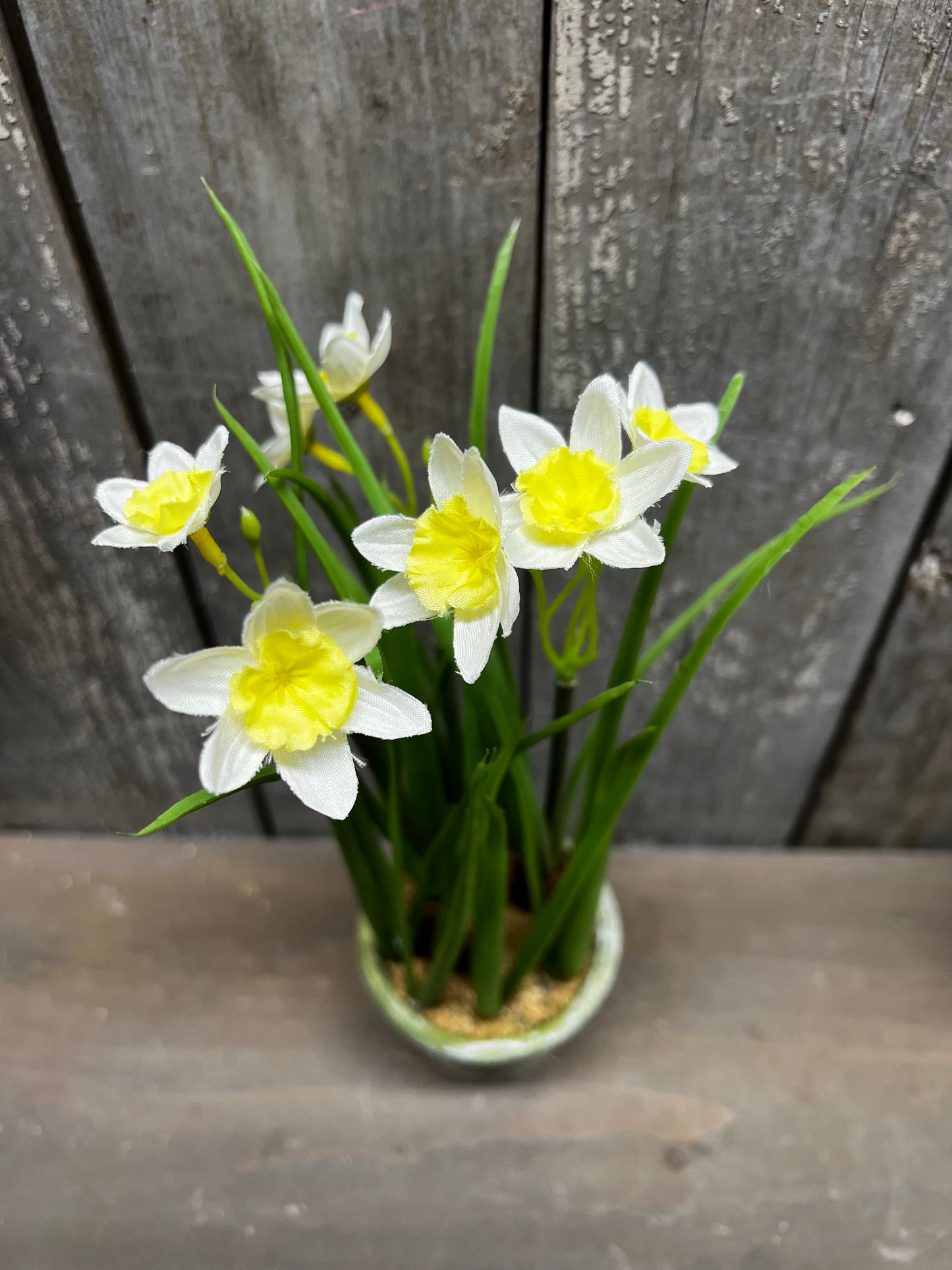 Potted Daffodil, 12", WHITE or YELLOW