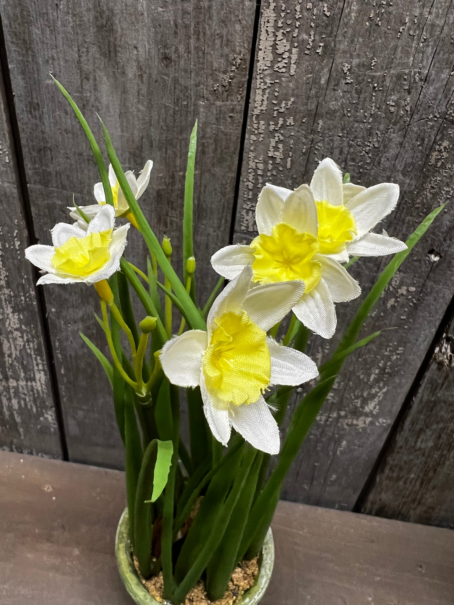 Potted Daffodil, 12", WHITE or YELLOW