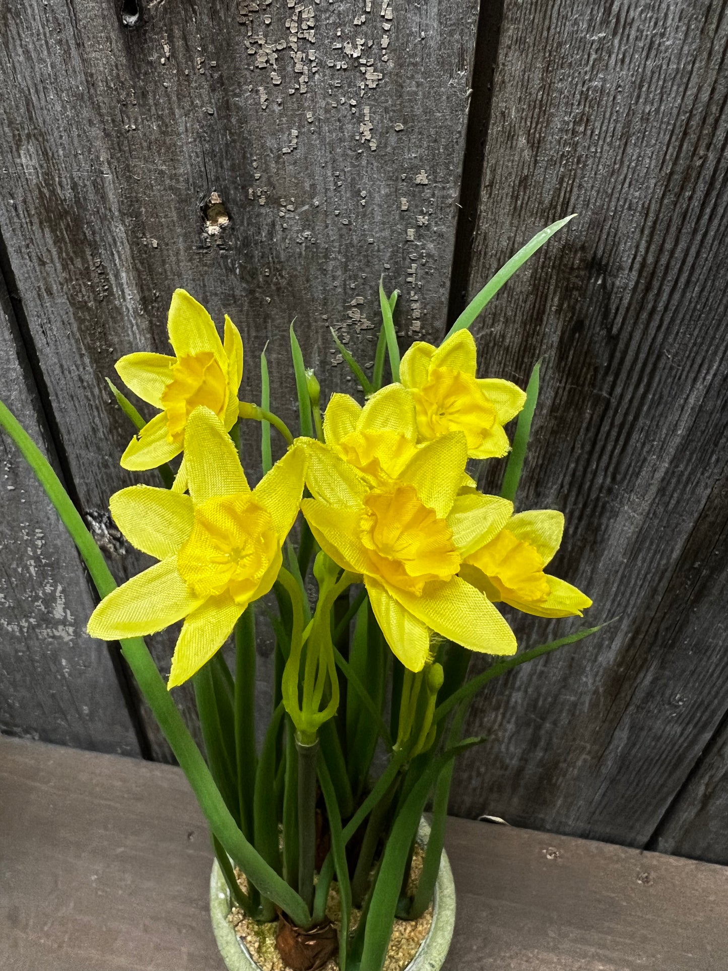 Potted Daffodil, 12", WHITE or YELLOW