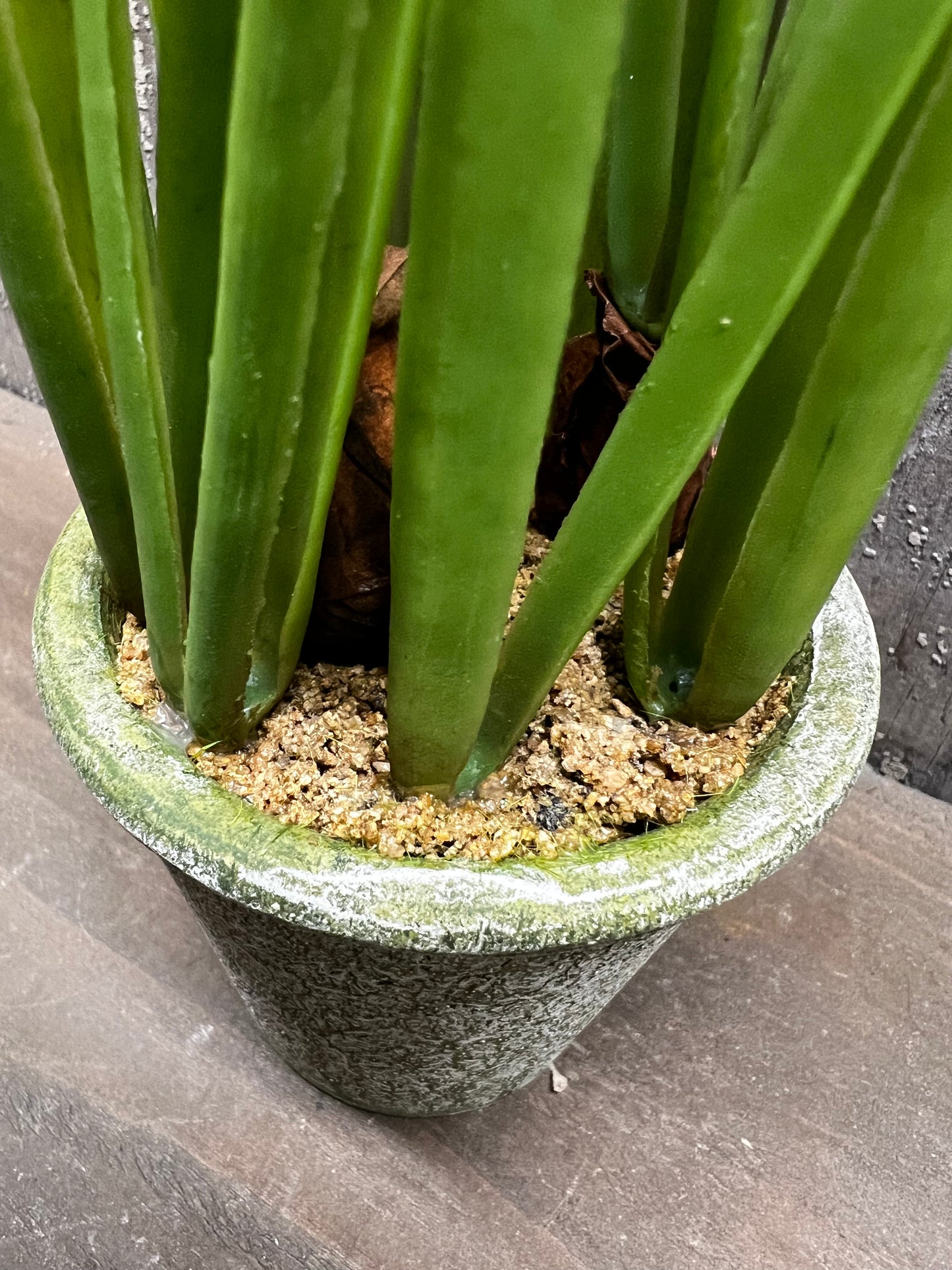 Potted Daffodil, 12", WHITE or YELLOW